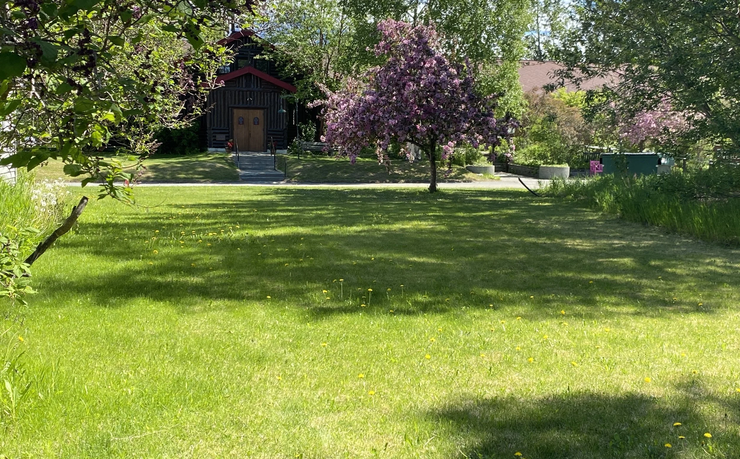 Lush lawn in downtown Palmer in summer