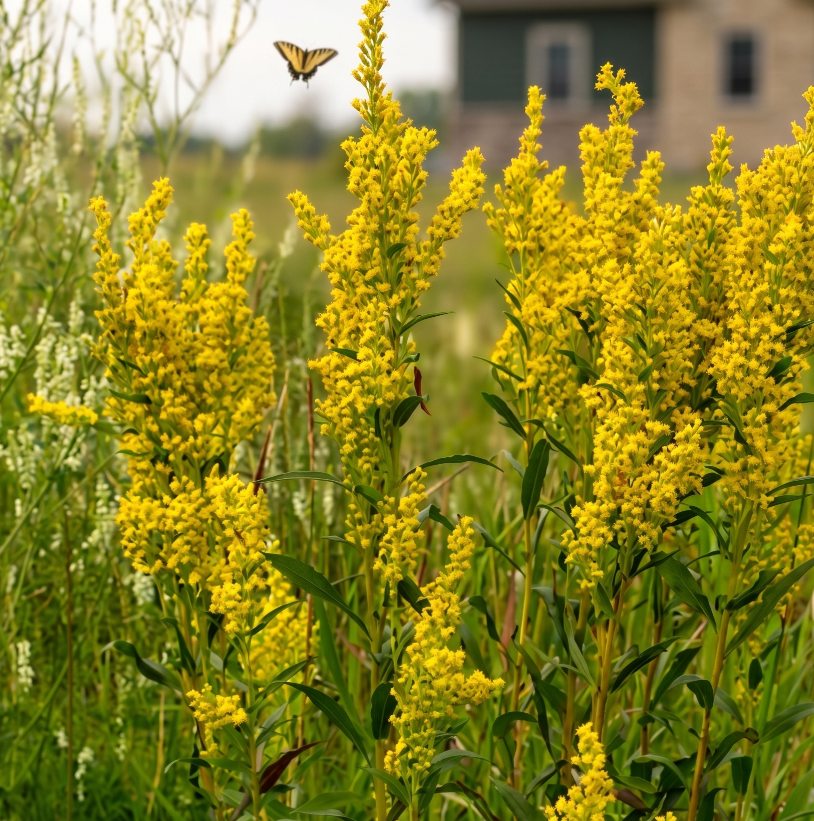 Goldenrod in Alaska with Canadian tiger swallow tail butterfly