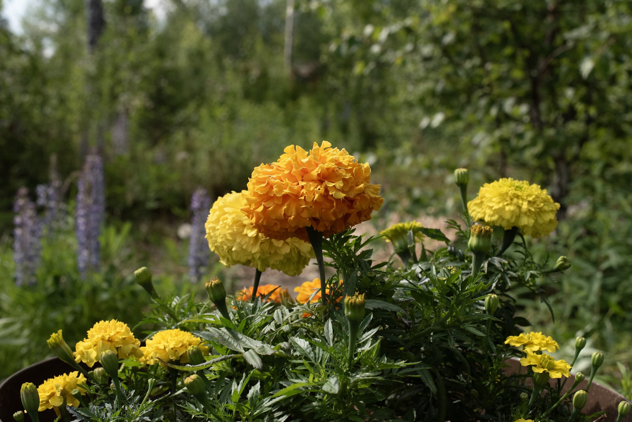 orange and yellow hydrangeas and purple delphinium in a Alaska landscape yard