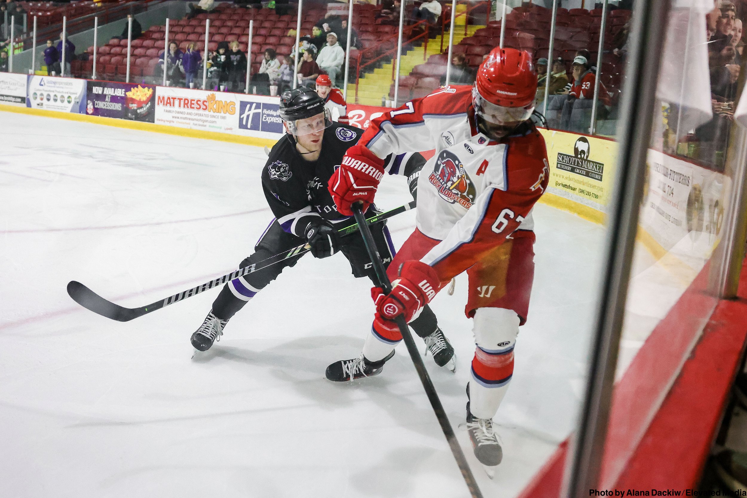   Alana Dackiw, Elevated Media  