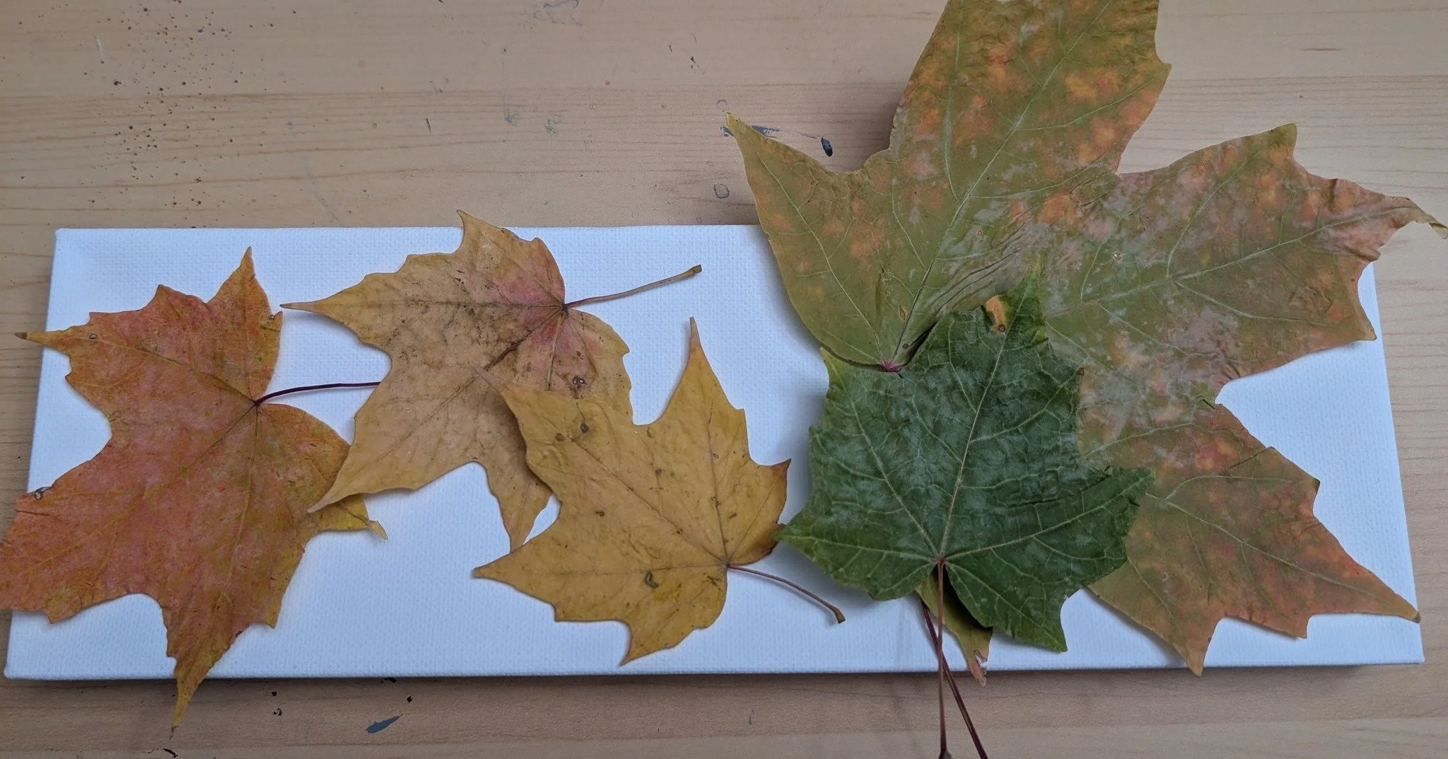 Getting ready to bring some serious fall colors to the studio! 🍁 I had so much fun gathering these beauties for my next nature-inspired project. It's moments like these that make being a nature artist so magical&mdash;finding pure inspiration right 