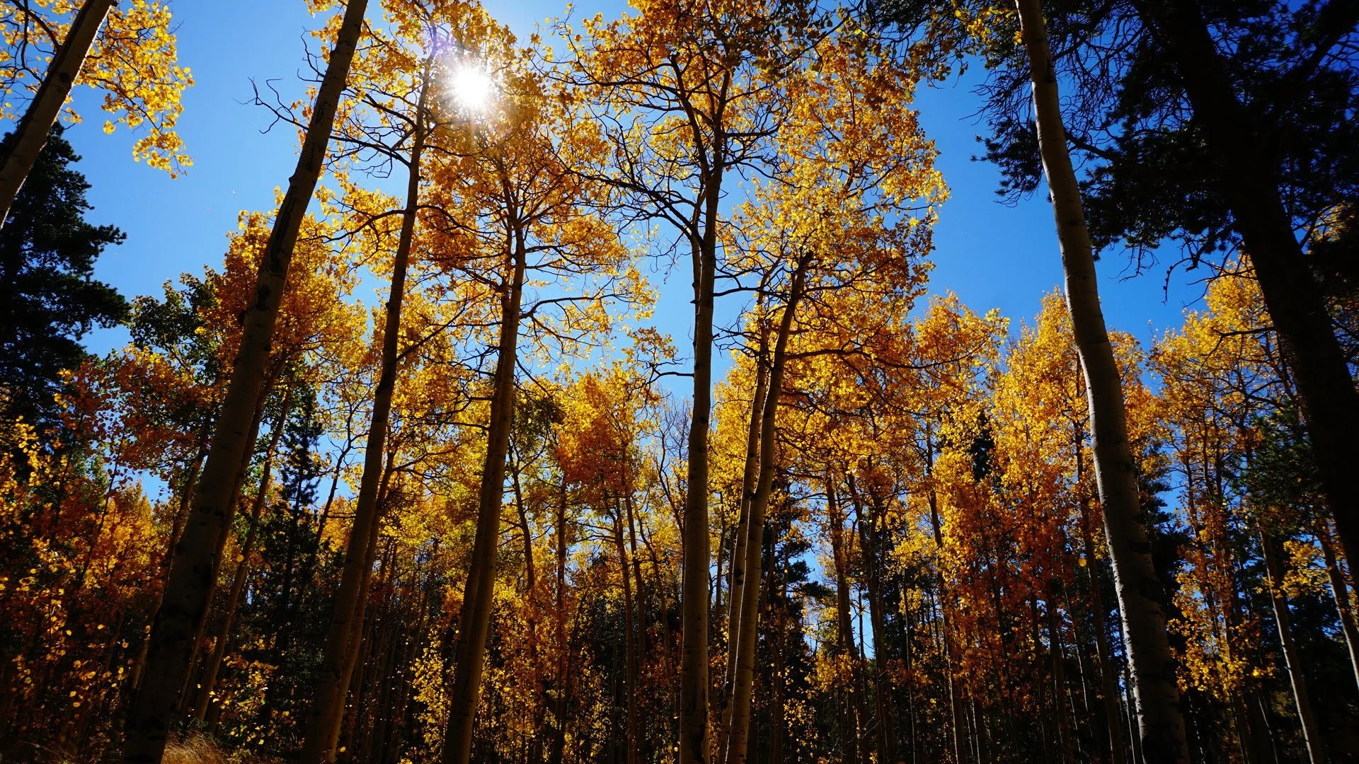 🍁 3 Ways to Enjoy Autumn Sustainably: 
1. Take a mindful walk and notice the small details 
2. Try birdwatching or leaf peeping 
3. Collect fallen leaves for eco-friendly art projects 
What&rsquo;s your favorite way to reconnect with nature this sea