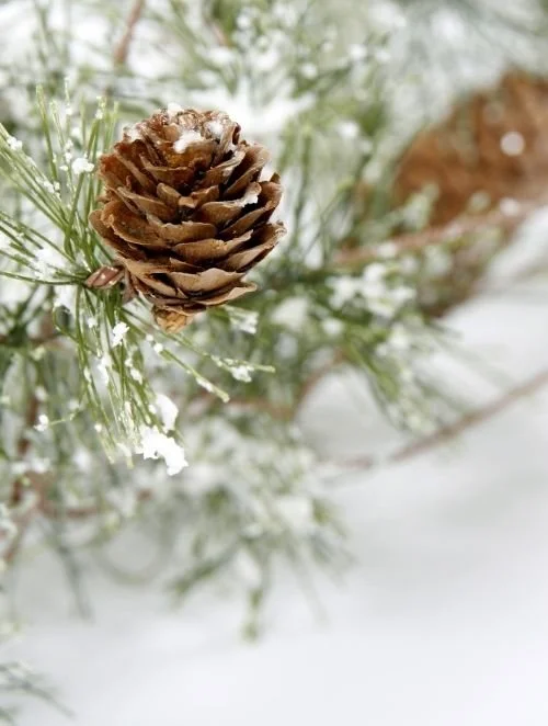 Close-up of a pine cone on a snow-covered pine tree branch with snowflakes in the background.