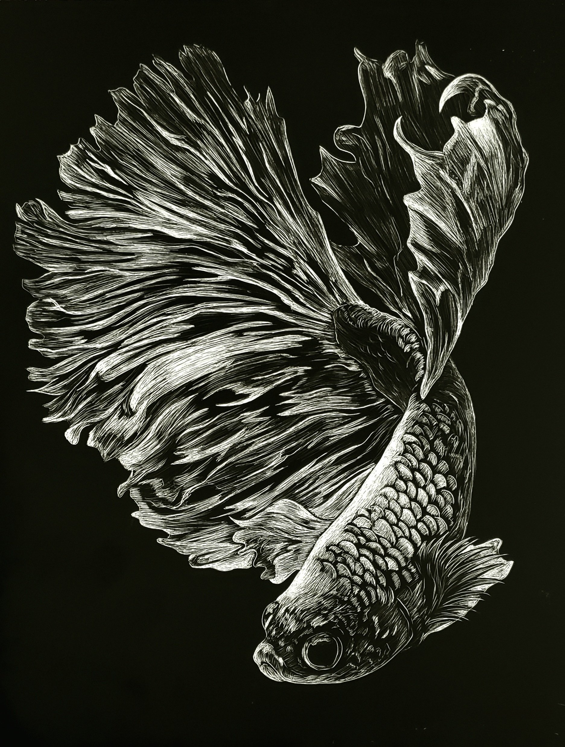 Scratch Board: Beta Fish