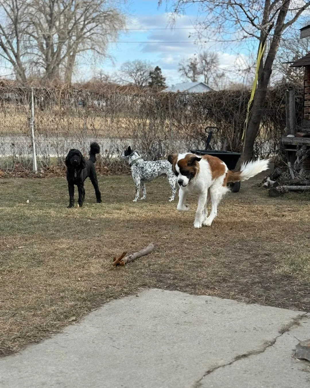 Spring is here and so is everything that comes with it. 💩 I have availability opening up for weekly or bi weekly yard cleanups in the Billings area. Starting at $18 a visit. DM me to get on the schedule.

#pooperscooper #barksandrecmt #PetCare #Poop
