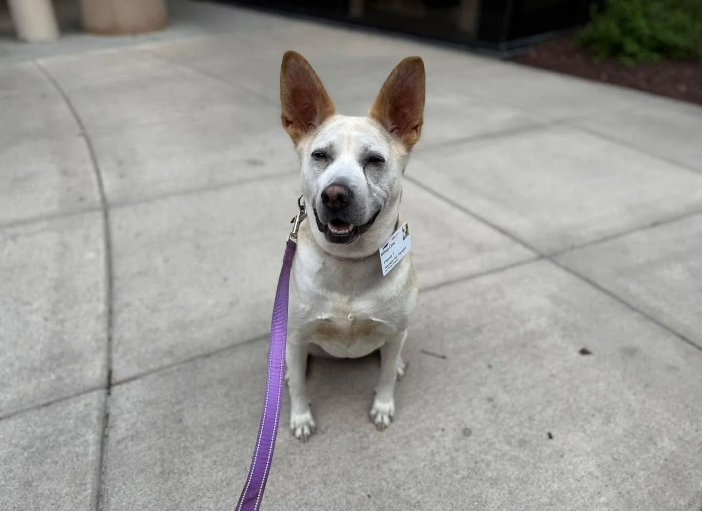 This is Frannie.
She had her challenges when she was younger. A lot of them. But we put in the work together and these days she&rsquo;s a registered therapy animal, visiting patients at a local hospice.
I didn&rsquo;t set out to make her a therapy do