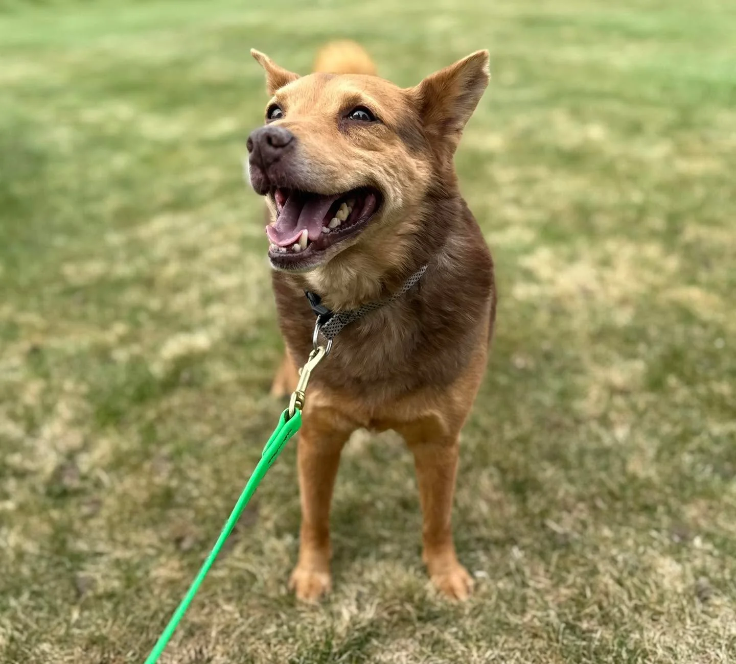 Chester is a very handsome old guy 😍 #dogwalker #petcareprofessionals #barksandrecmt #PetCare #shibainu