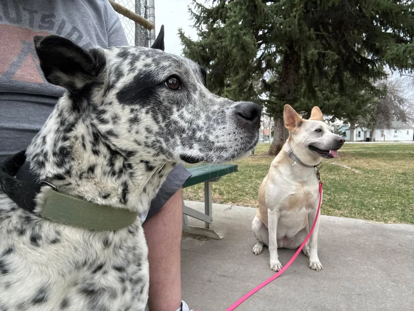 Tax day is here. You&rsquo;ve got one certificate coming you didn&rsquo;t enjoy earning.
Here&rsquo;s one your dog might actually enjoy.
Barks &amp; Rec is offering AKC Canine Good Citizen group classes starting June 7th in Billings. Six Sundays, sma