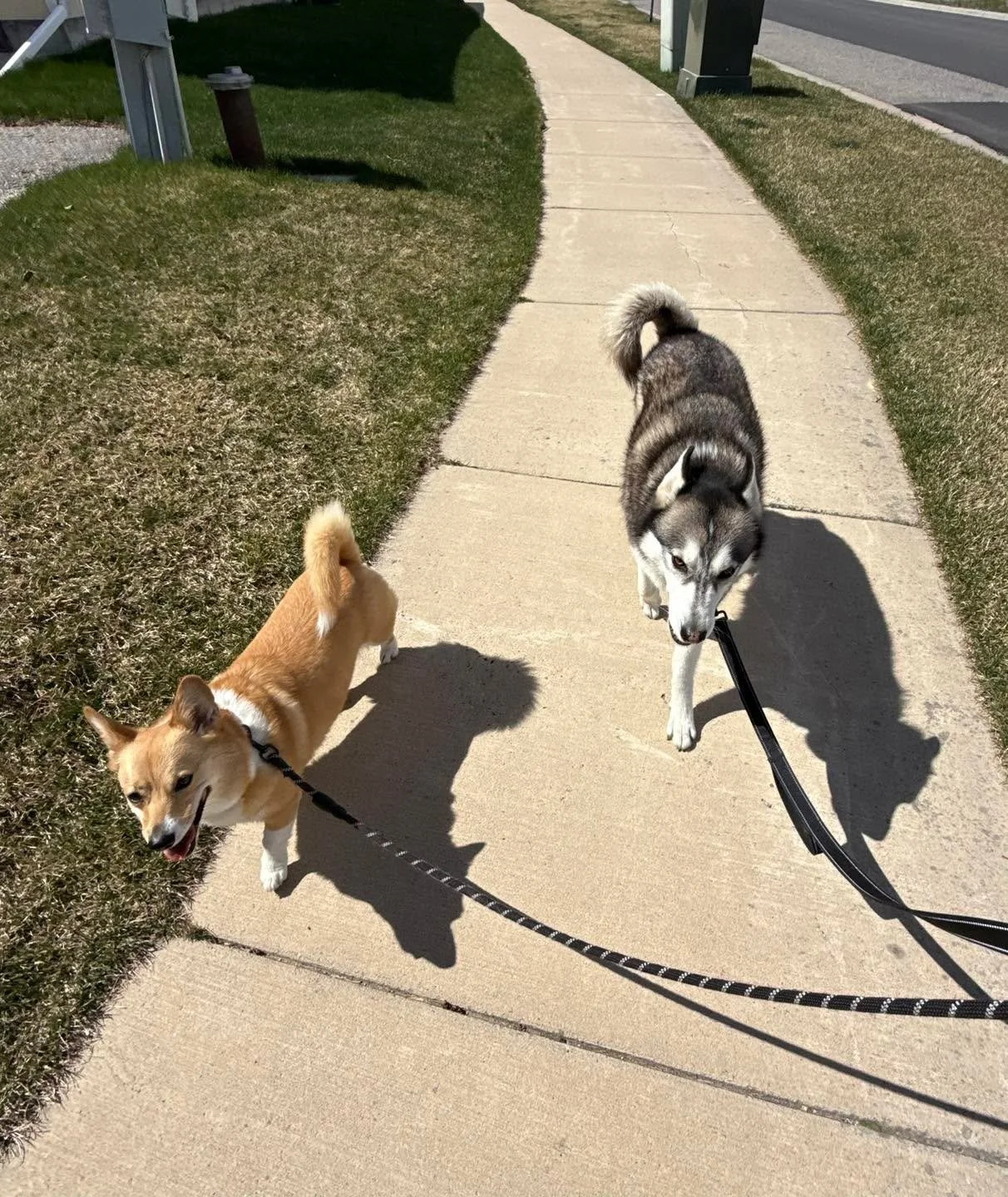 Different dogs, different personalities, same good walk.
Barks &amp; Rec serves all kinds of dogs and all kinds of schedules around Billings. Whatever your dog needs, we&rsquo;re here for it.
📍 Billings, MT | barksandrecmt.com
#dogwalker #dogwalking