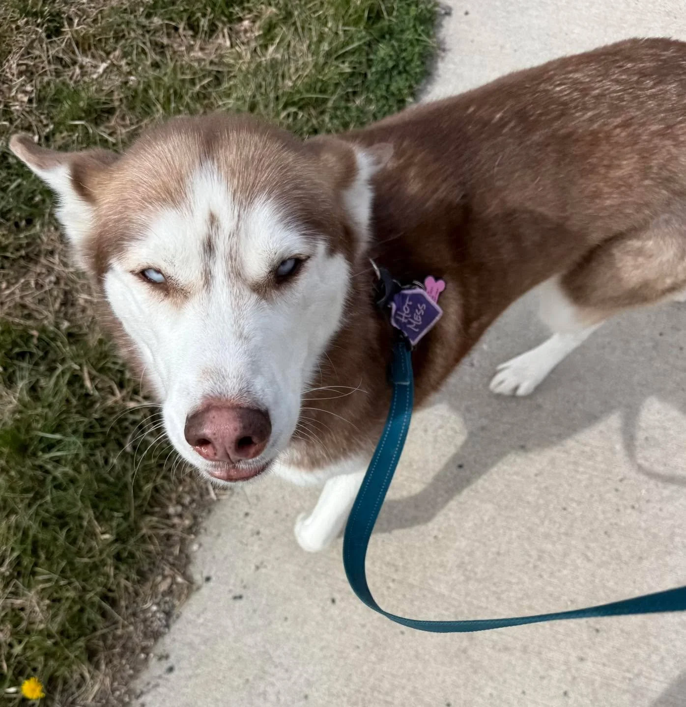 Had the pleasure of walking Eres today while her owner was in town. Great on leash, total sweetheart. But every photo I took is the same look. Pure judgment. She was not interested in a cute picture. She wanted answers.
I think she liked me. The phot