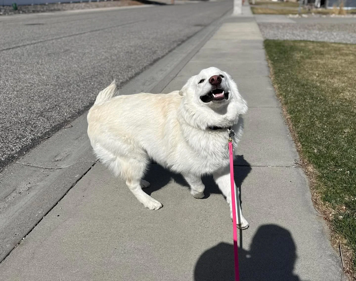 This is the whole job right here.
Whether it&rsquo;s a midday walk or just keeping your dog&rsquo;s routine intact, we&rsquo;ve got you covered.
4065349312
📍 Billings, MT | barksandrecmt.com
#dogwalker #dogwalking #billingsdogs #billingsmt #dogsofin