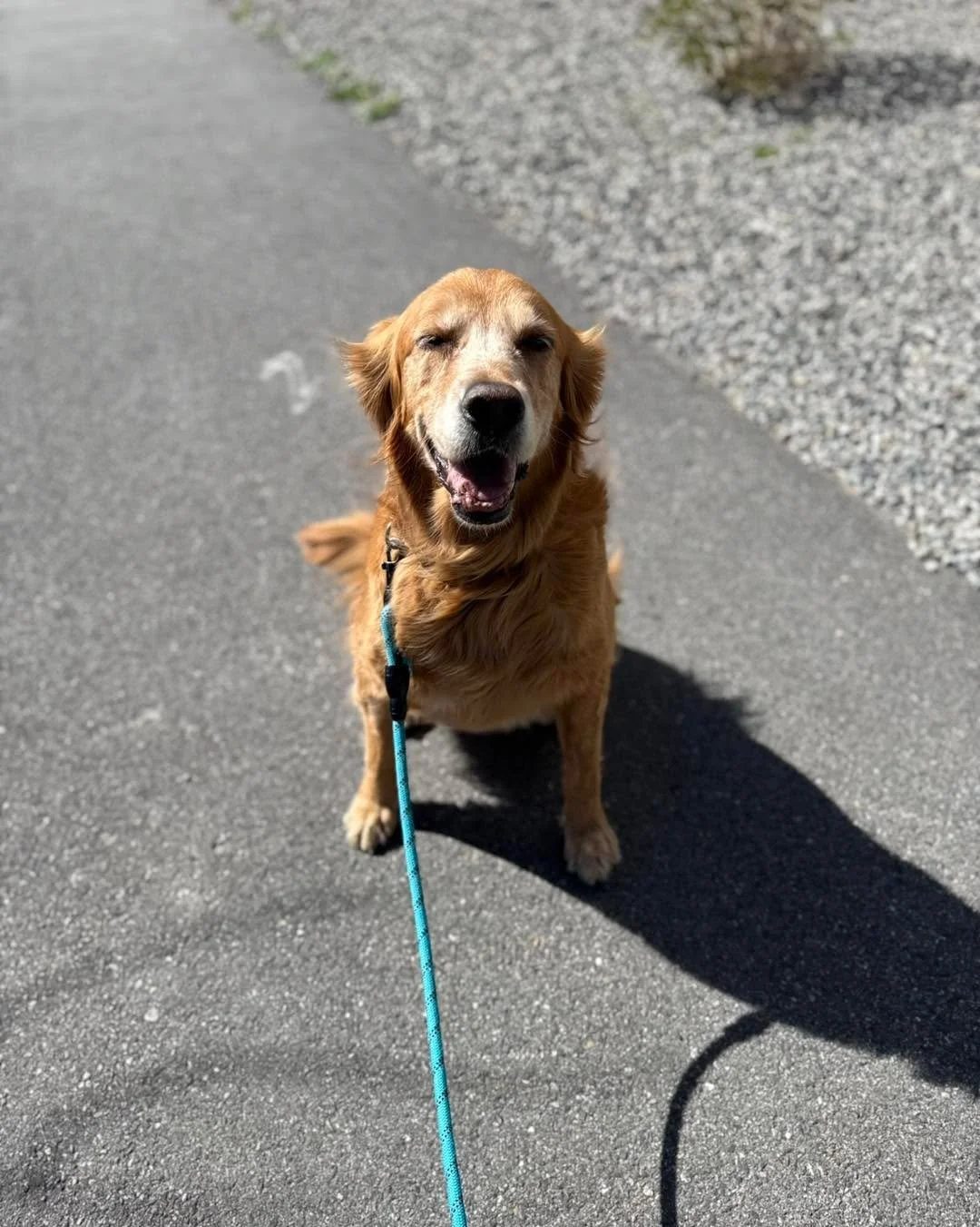 Rosie&rsquo;s back in town! I haven&rsquo;t seen this sweetheart since last summer. Welcome back old girl 😍 #dogwalker #pooperscooper #dogtraining #petcareprofessionals #barksandrecmt #DogWalking #senior #dog #seniordog #goldenretriever