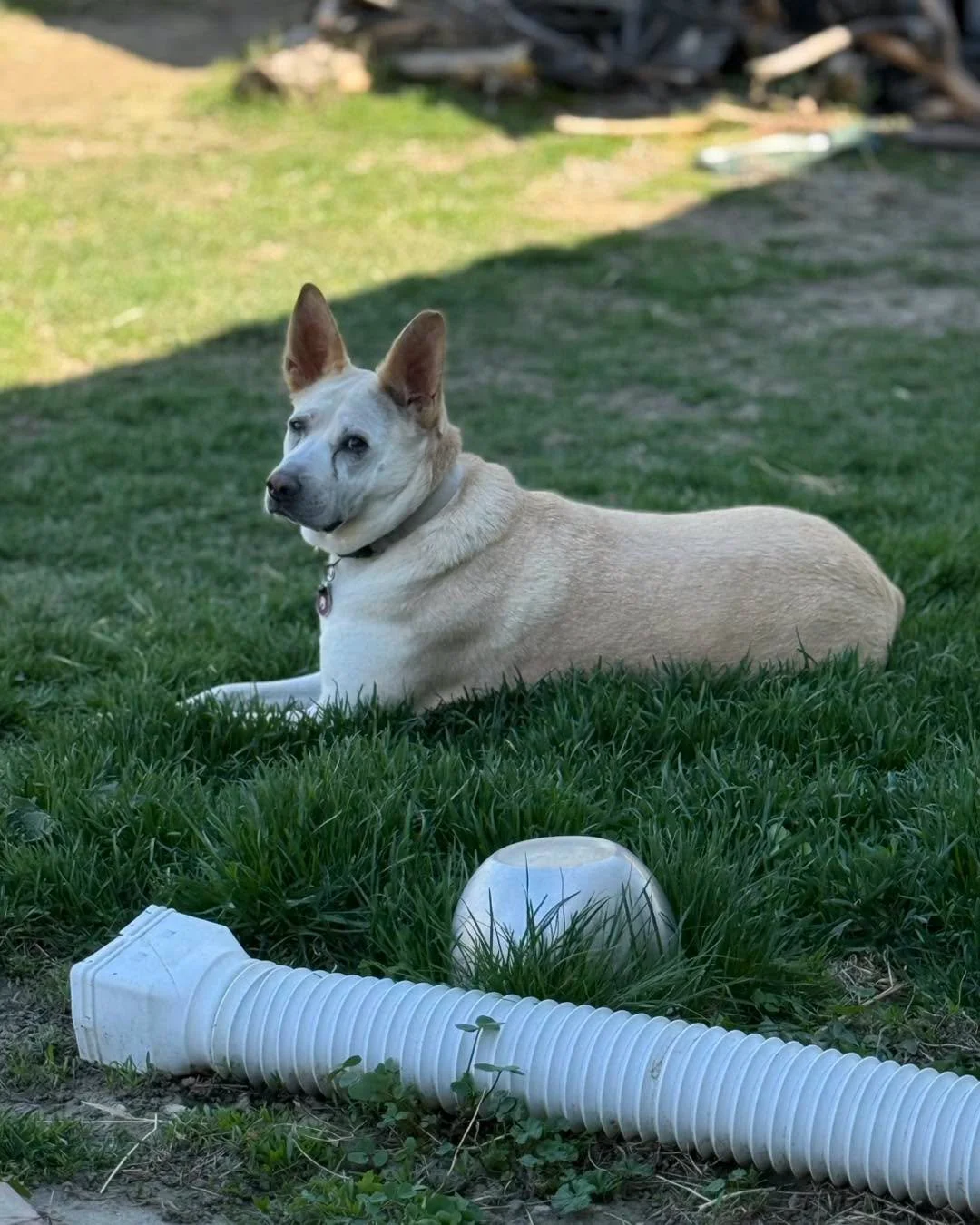 The grass is getting a little long back here and I think they like it