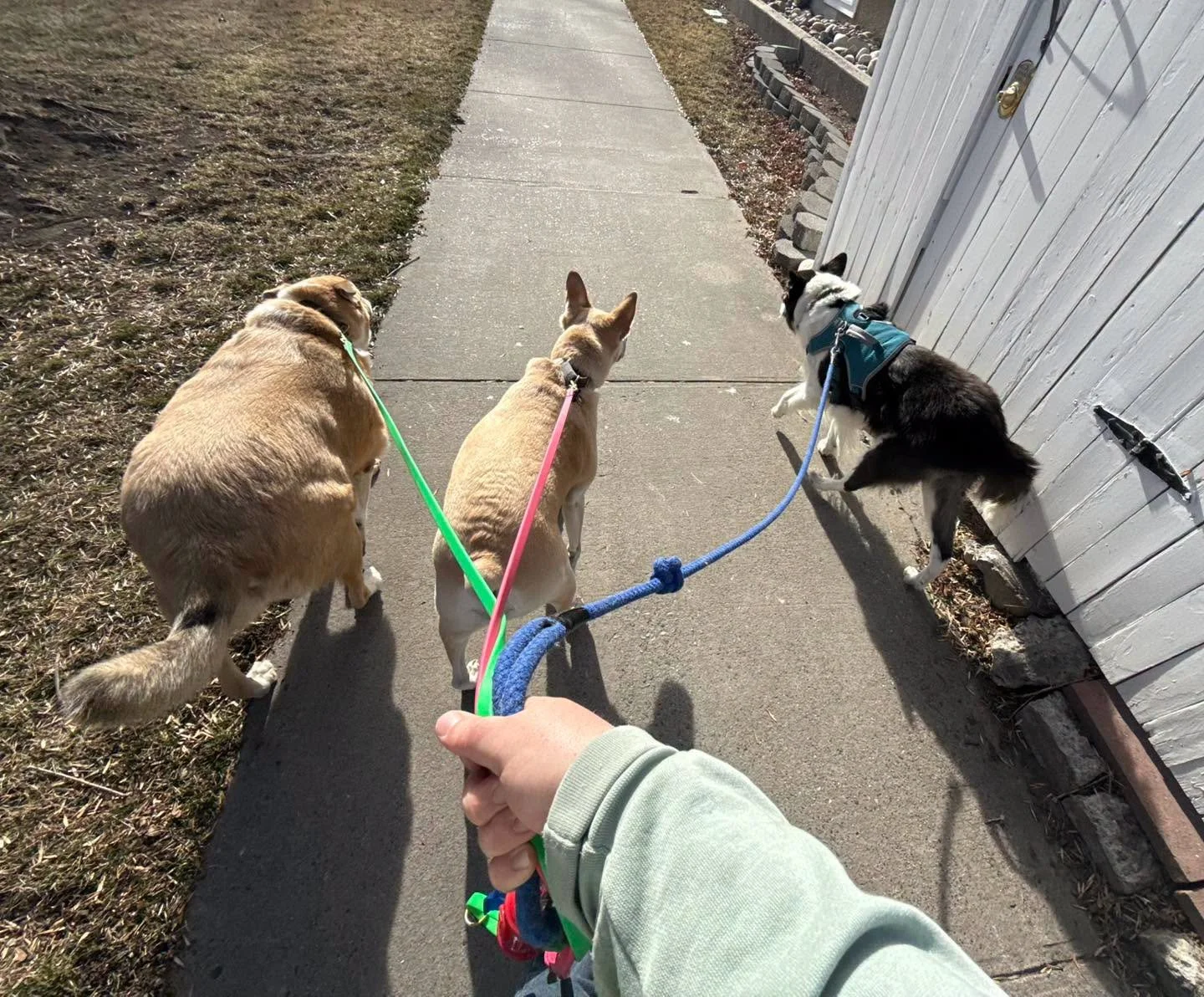 Whether your dog needs more exercise, better manners, or you&rsquo;re just not sure where to start, book a free meet and greet. 30 minutes to talk through your needs and figure out the right fit. 

Book Here
https://calendly.com/barksandrecmt

#petca