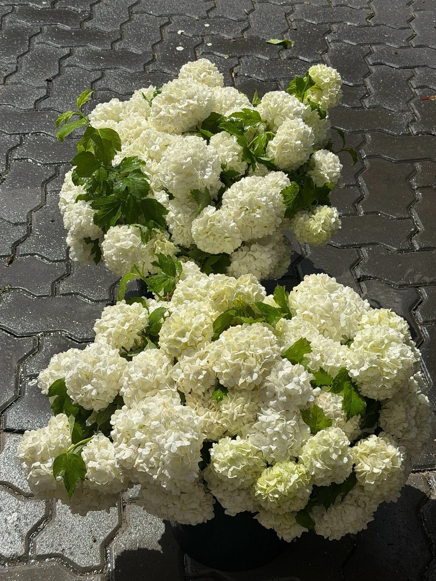 Snowball season 😮&zwj;💨