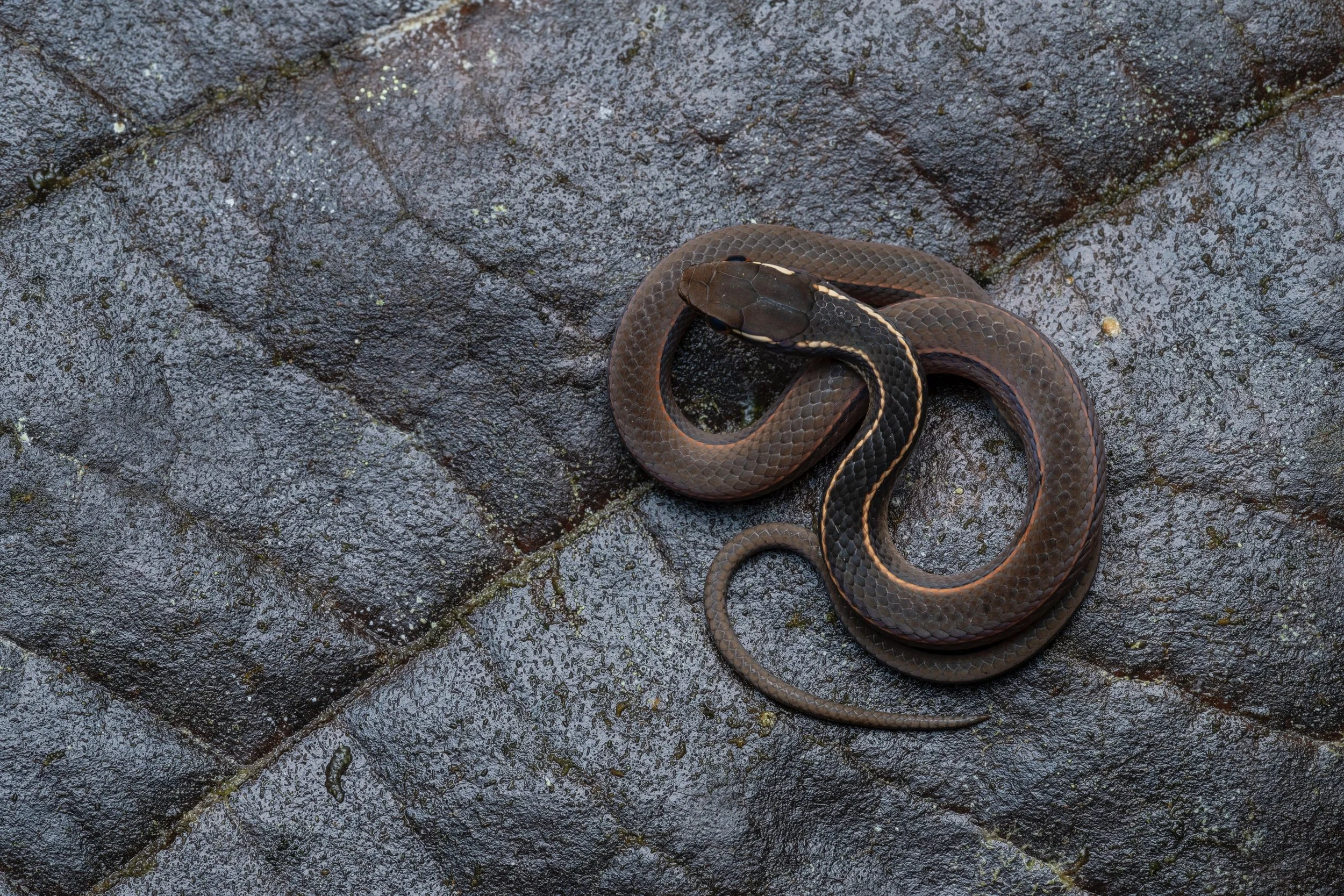 A coiled snake on a wet, dark stone surface.