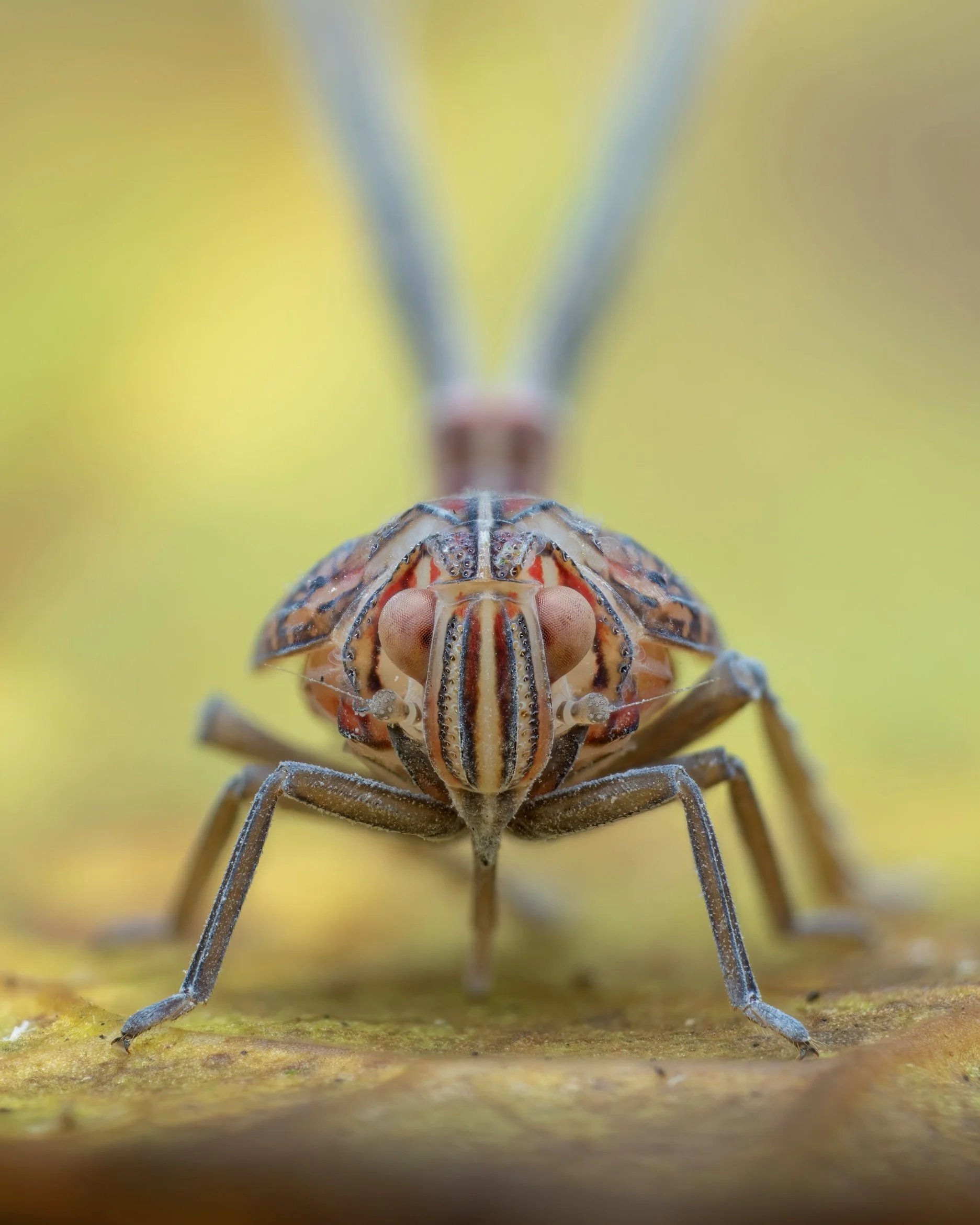 Close-up of a colorful insect with striped patterns on its face and large eyes, walking on a yellowish surface.
