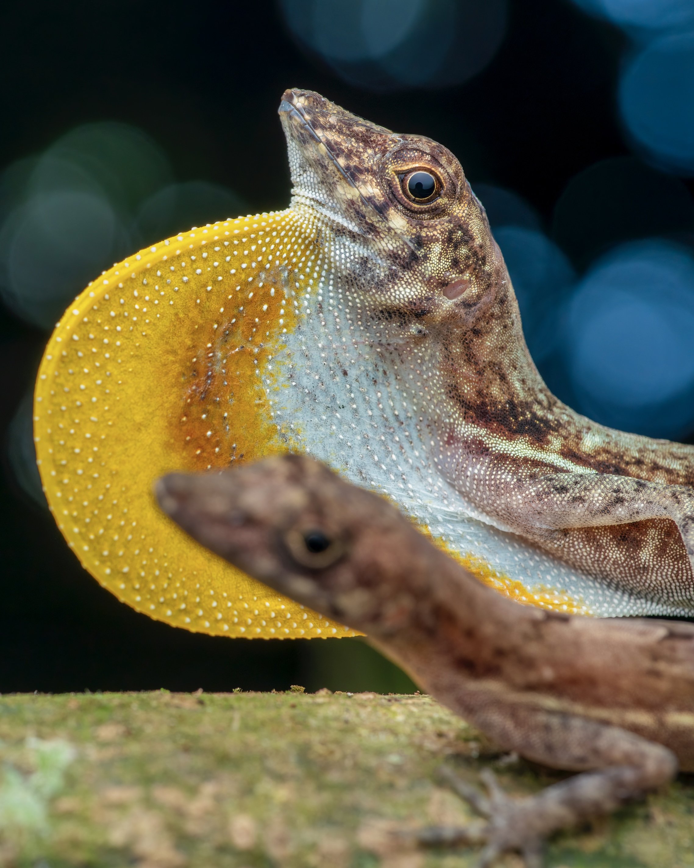 Close-up of a leaf-tailed gecko with a vibrant yellow tail, perched on a branch with a dark, blurred background.