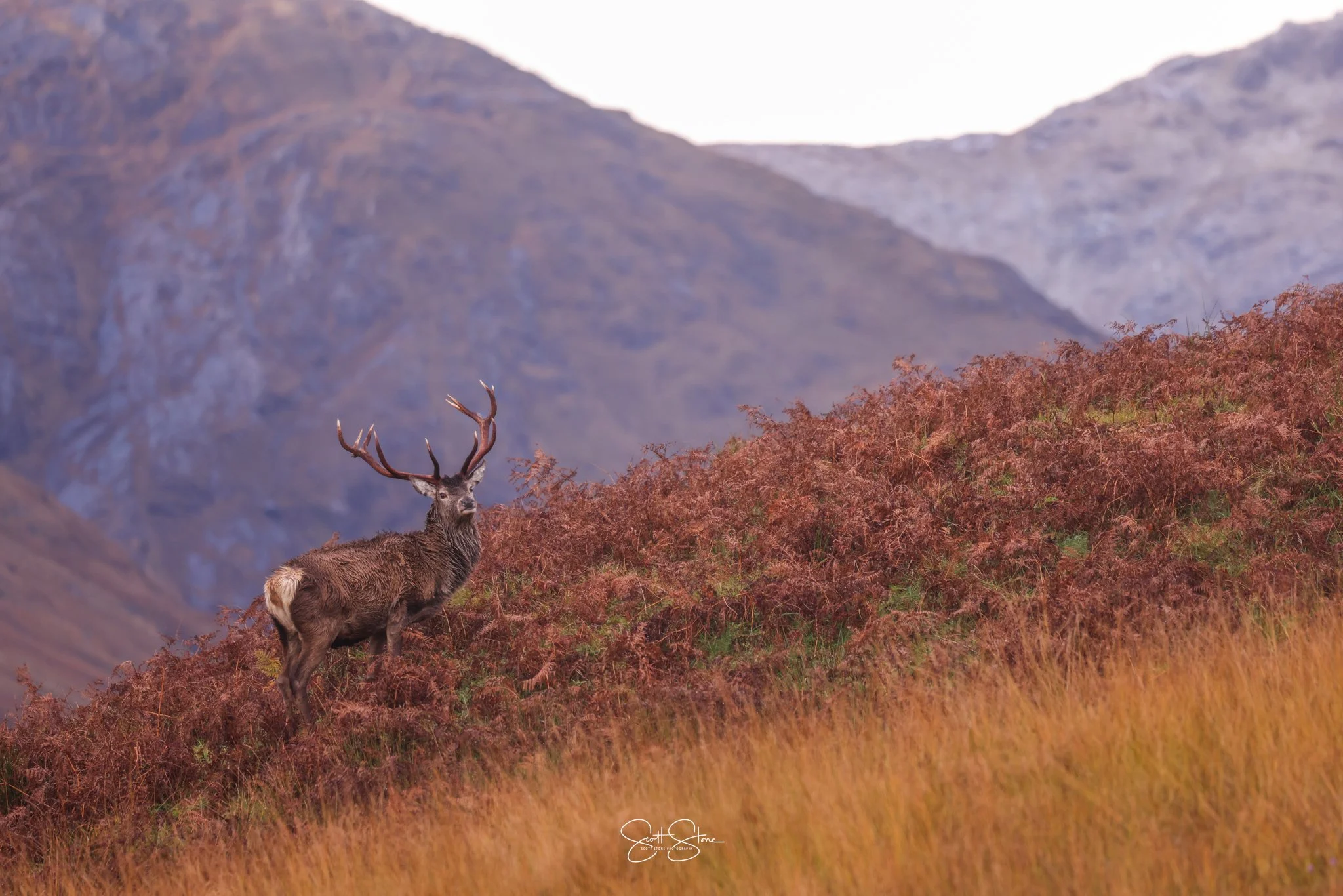 A majestic stag with large antlers standing on a hillside covered in brown and green vegetation, with mountains in the background under a clear sky.