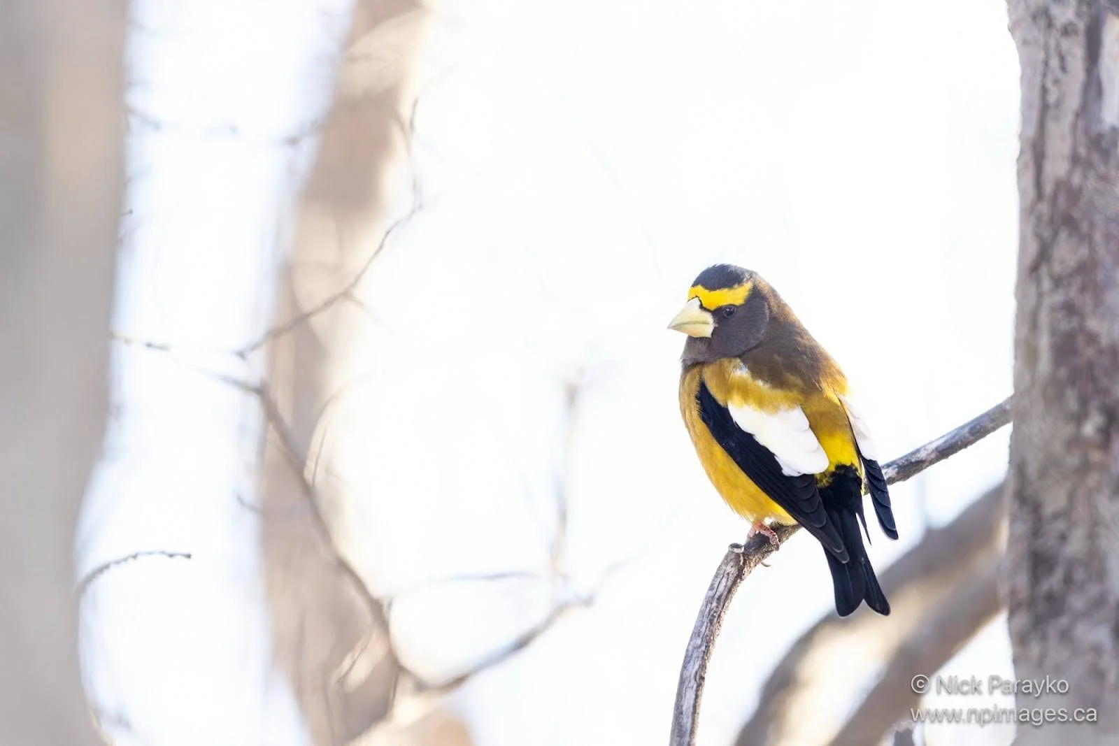 EVENING GROSBEAK1.jpg