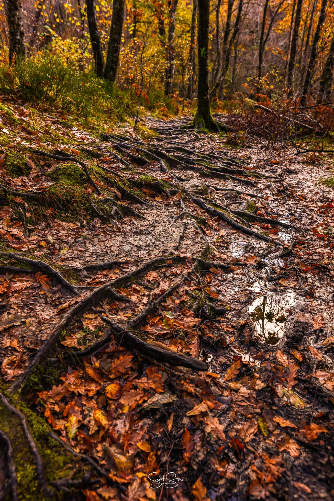 A forest trail covered in fallen orange and brown leaves with visible tree roots crossing the path, tall trees with autumn-colored leaves surround the scene, and small puddles reflect the sky and trees.