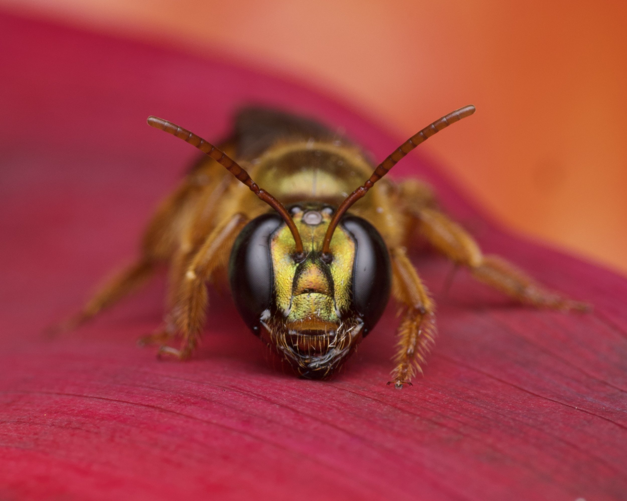 Close-up of a bee on a pink flower petal