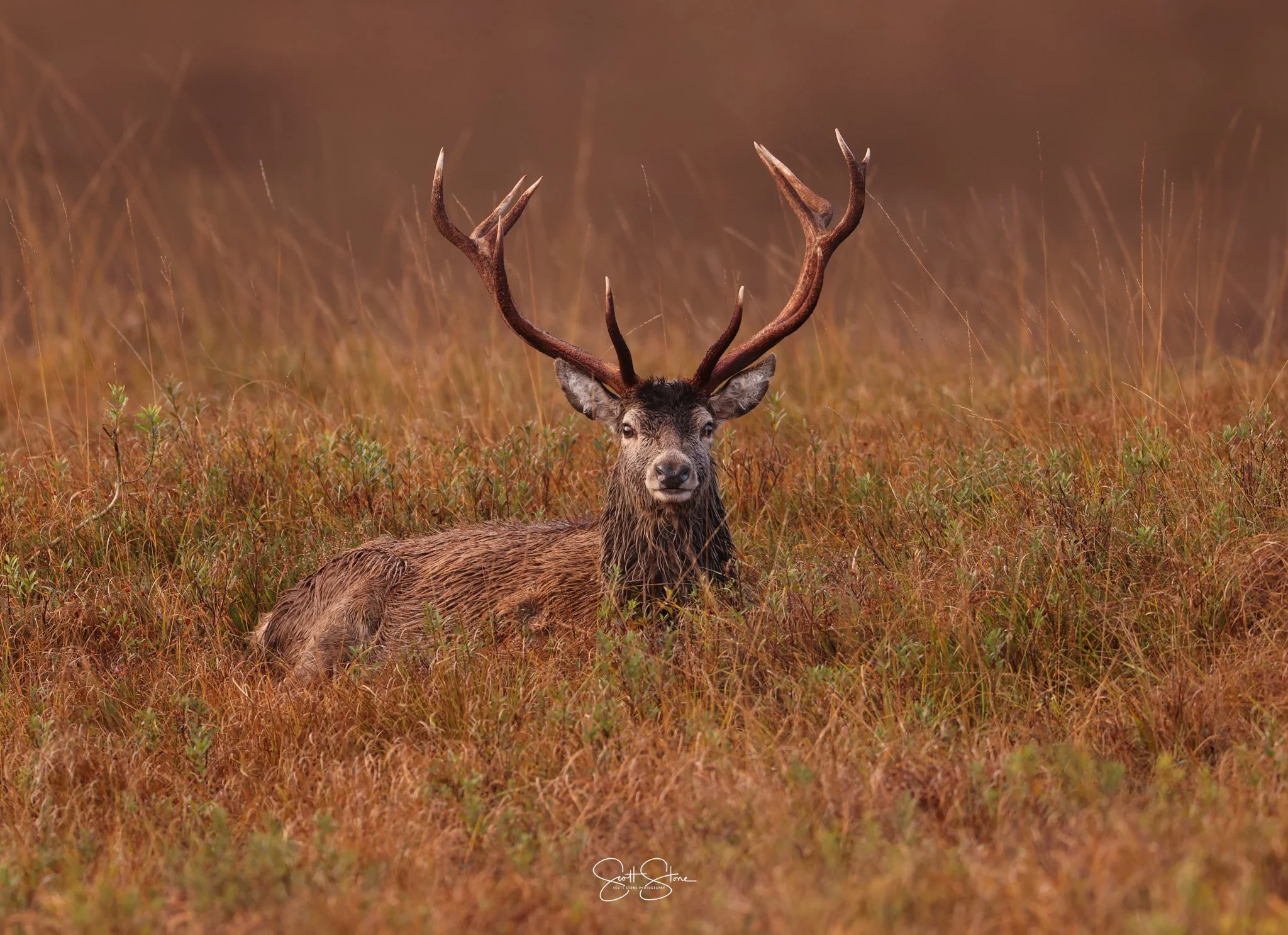 A deer with large antlers lying in tall grass in a natural, outdoor setting.