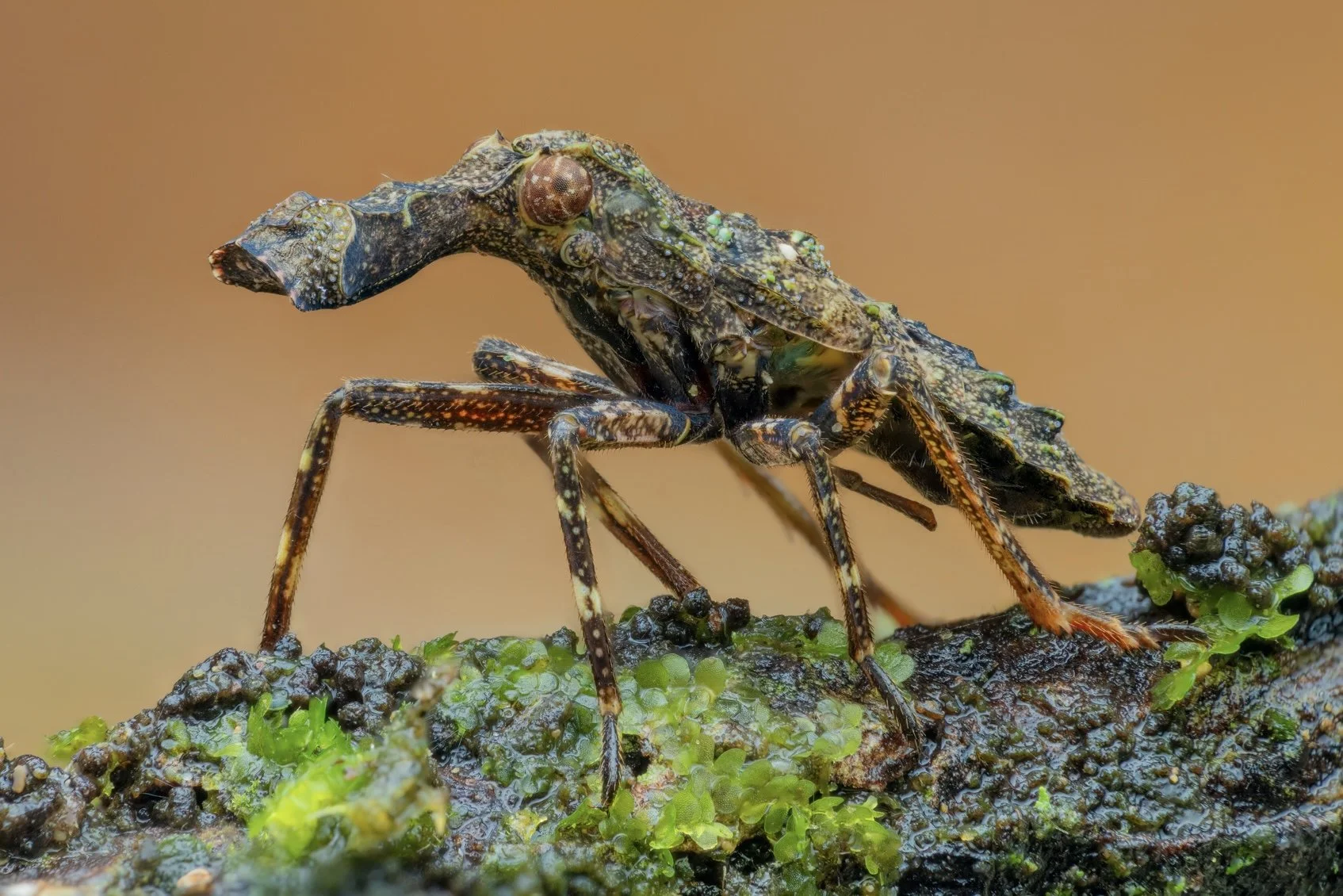 Close-up of a small crab on a green and brown mossy surface with a blurred beige background.