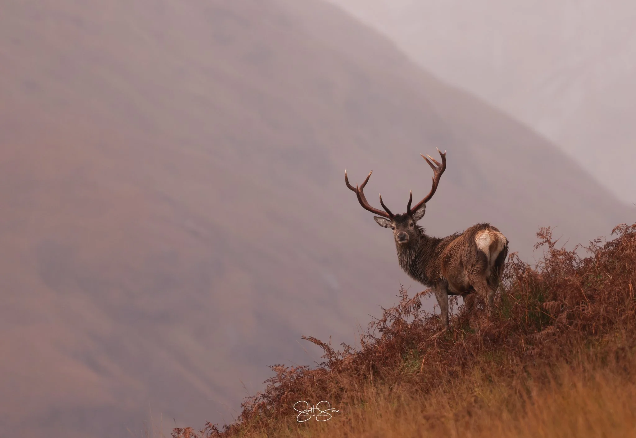 A majestic deer with large antlers standing on a hillside with brown grass and looking at the camera, against a pastel-colored sky.