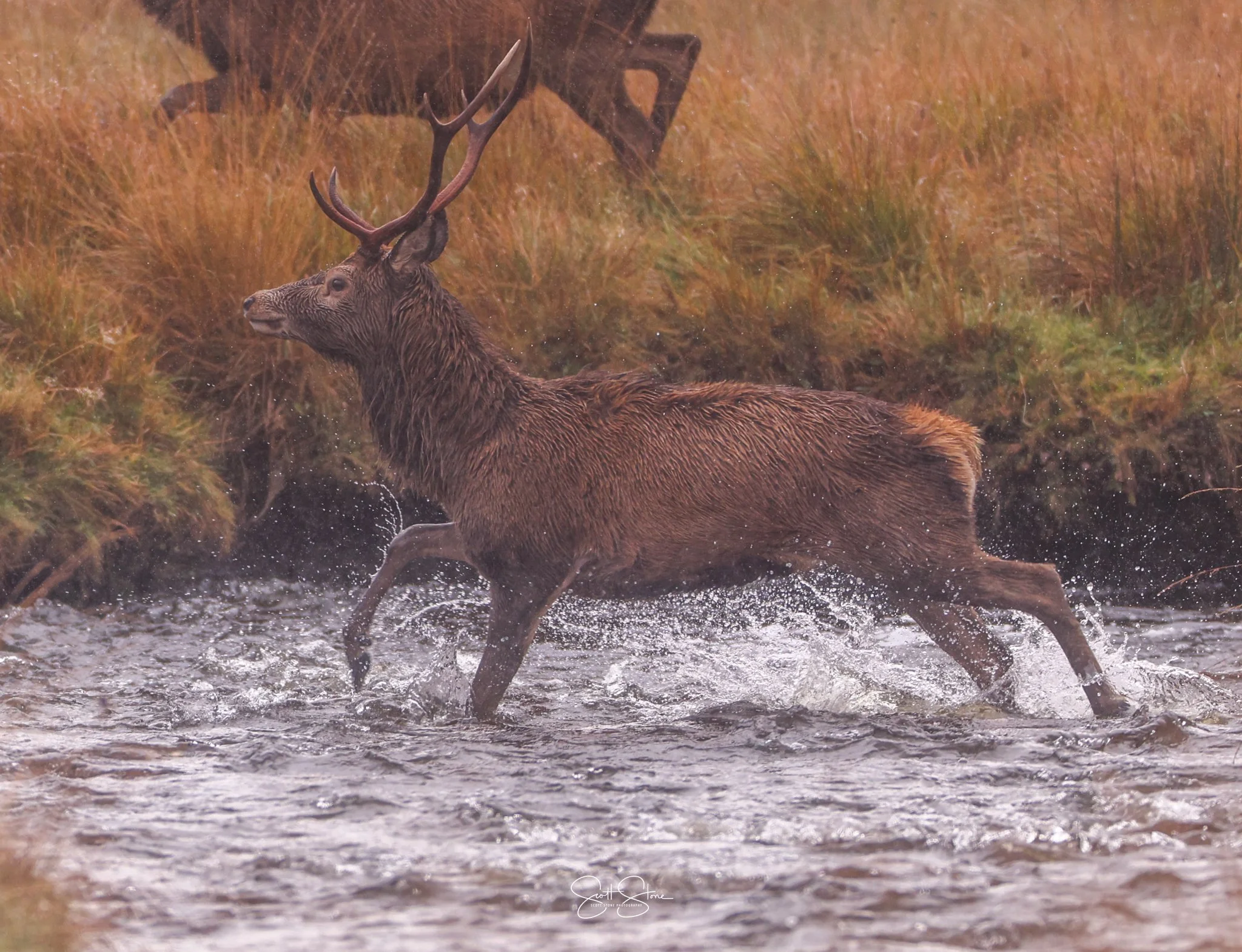 A male deer, possibly a stag, wading through a shallow stream with water splashing around its legs, surrounded by tall orange and green grass.