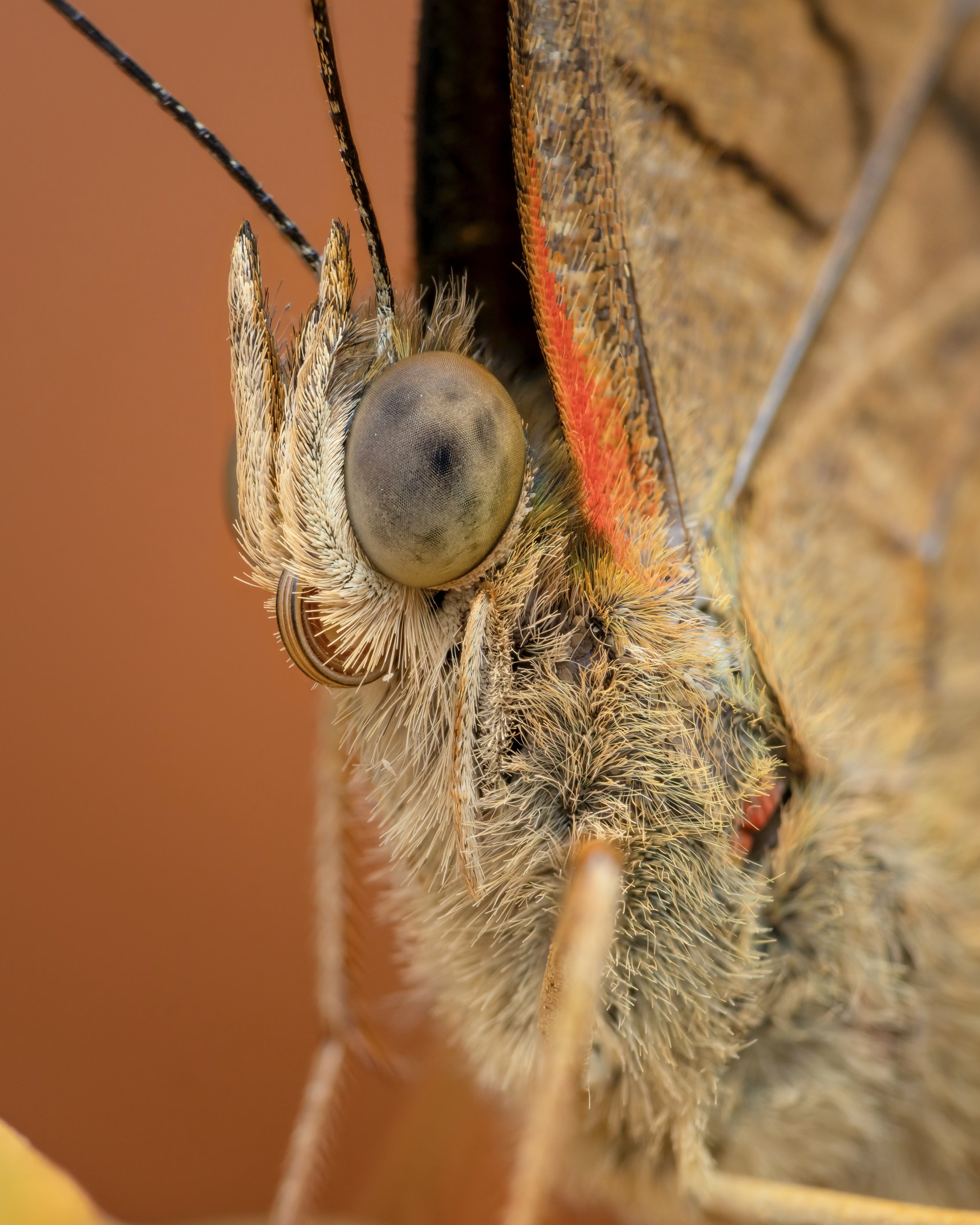 Close-up of a butterfly's head showing large compound eye and furry facial features.
