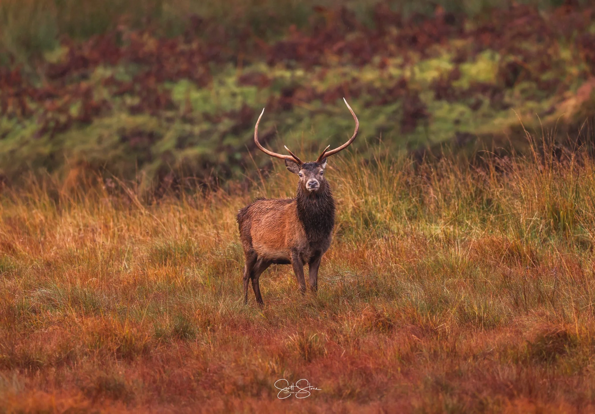 A large elk with big antlers standing in a grassy field with fall foliage in the background