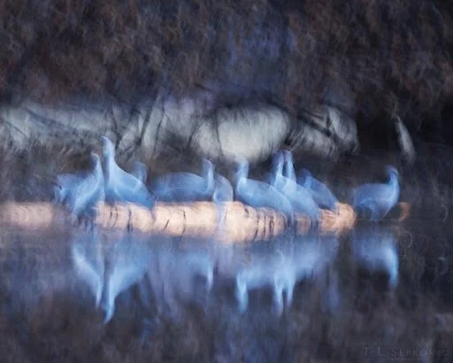 Artistic motion-blur photograph of a flock of pale birds gathered near water, with their reflections visible below.