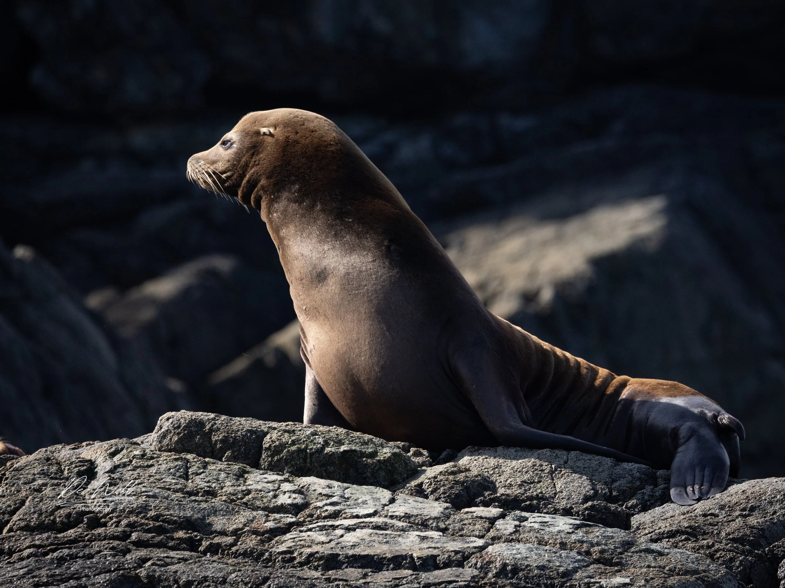 Bamfeild Seals 21.jpg