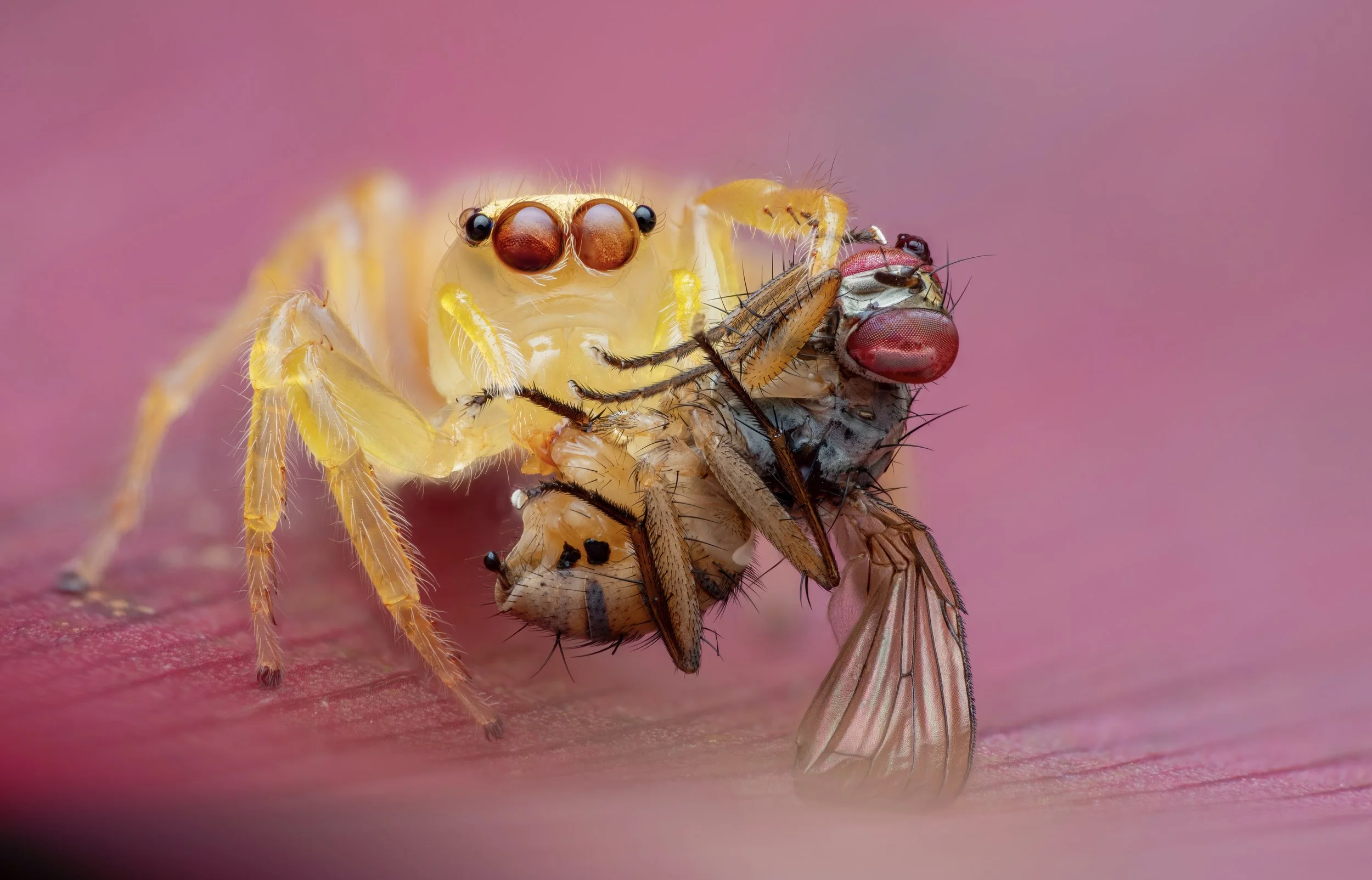 Close-up of a yellow jumping spider holding a freshly caught fly on a pink surface.