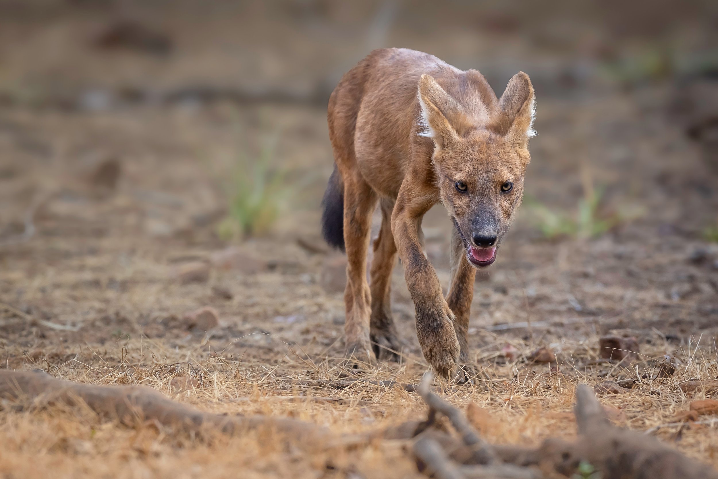 JM250419-Day12-Tadoba-R5II-3149.jpeg