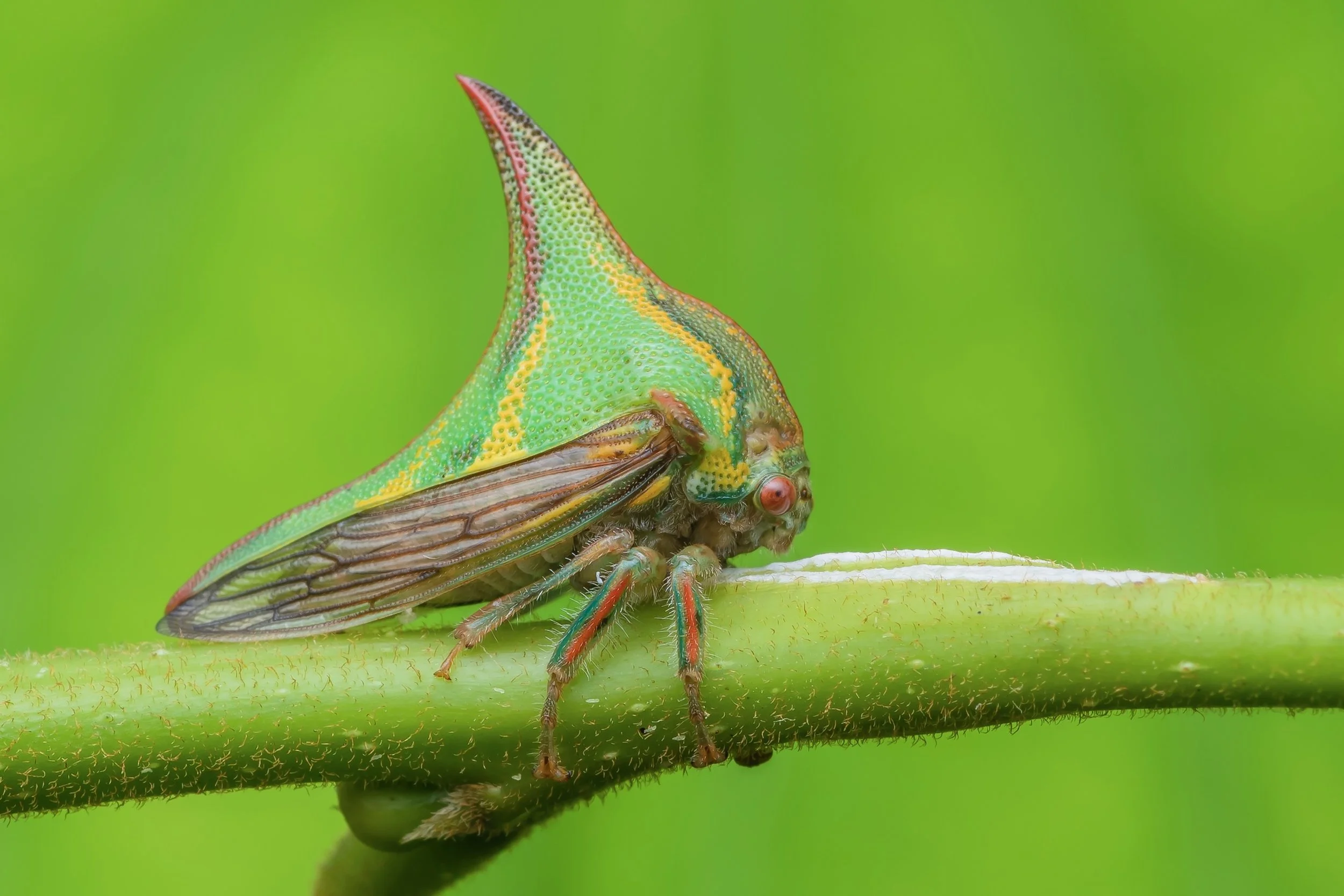 A close-up of a leafhopper insect with a colorful, spiked, green and yellow body, perched on a green plant stem against a green background.