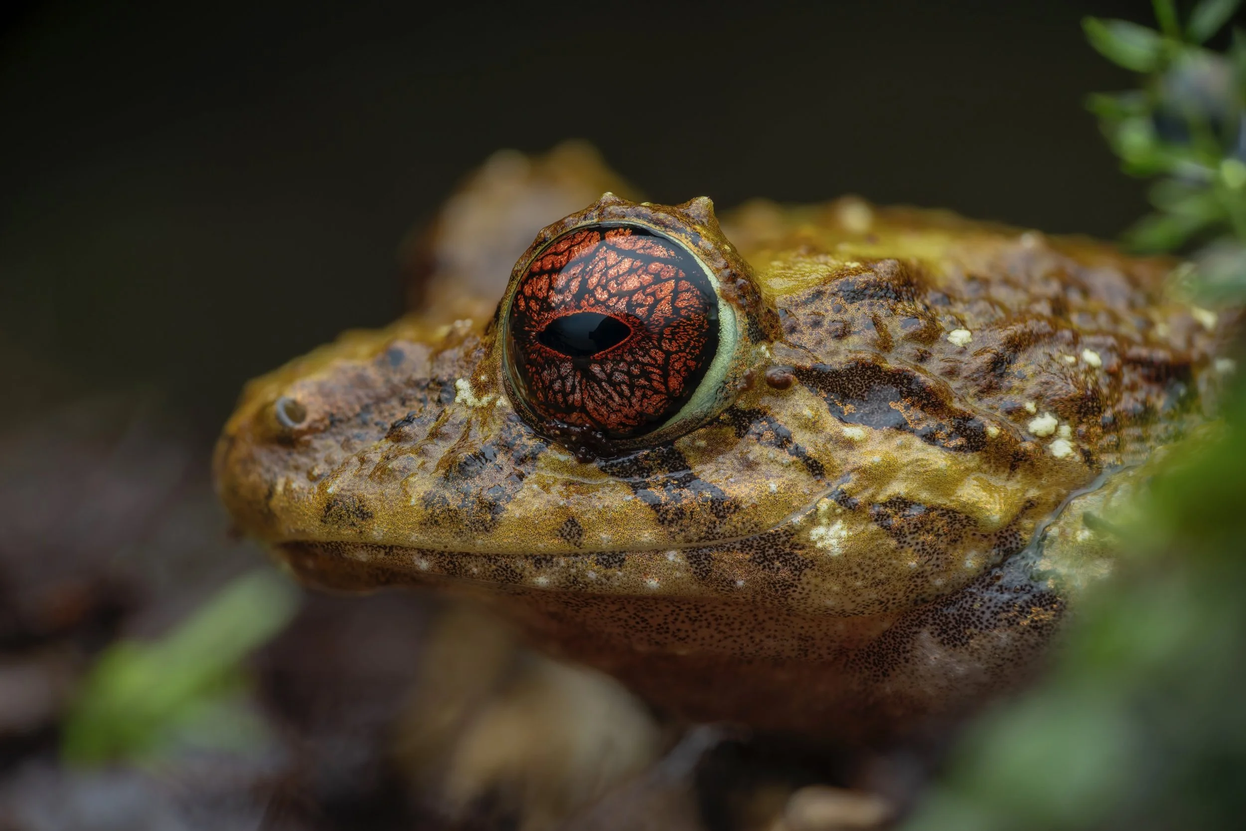 Close-up of a frog with brown, textured skin and vibrant red eyes with black markings.