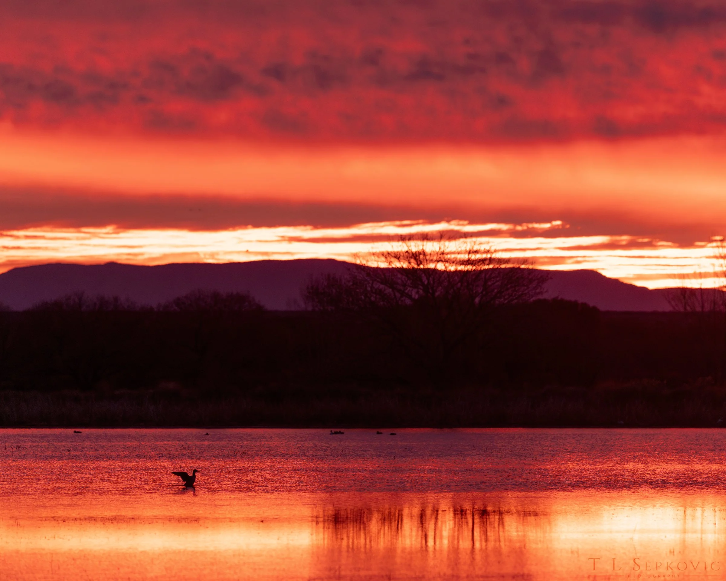 All images courtesy of Traci Sepkovic