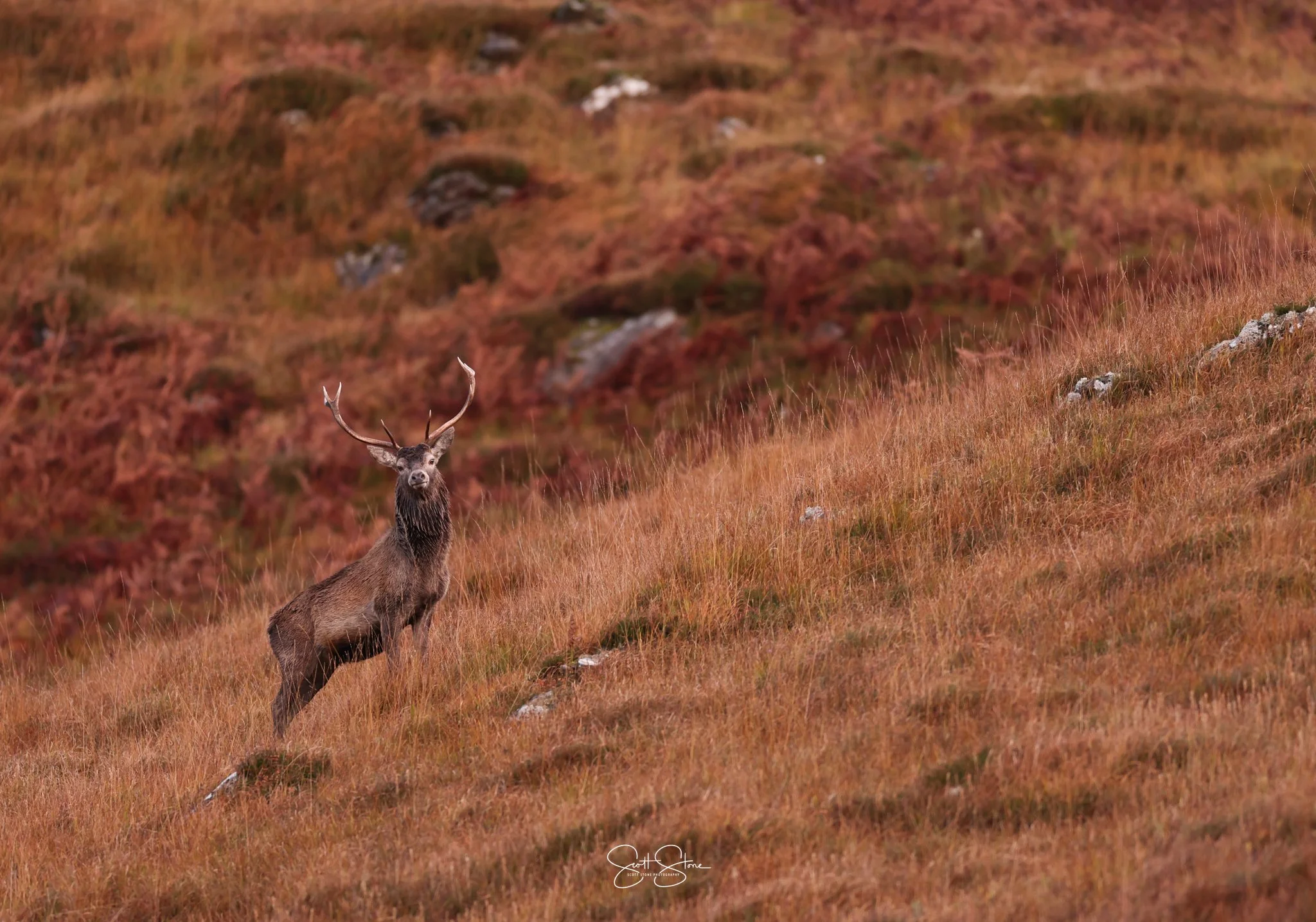 A deer with large antlers standing on a grassy hillside with reddish-brown vegetation in the background.