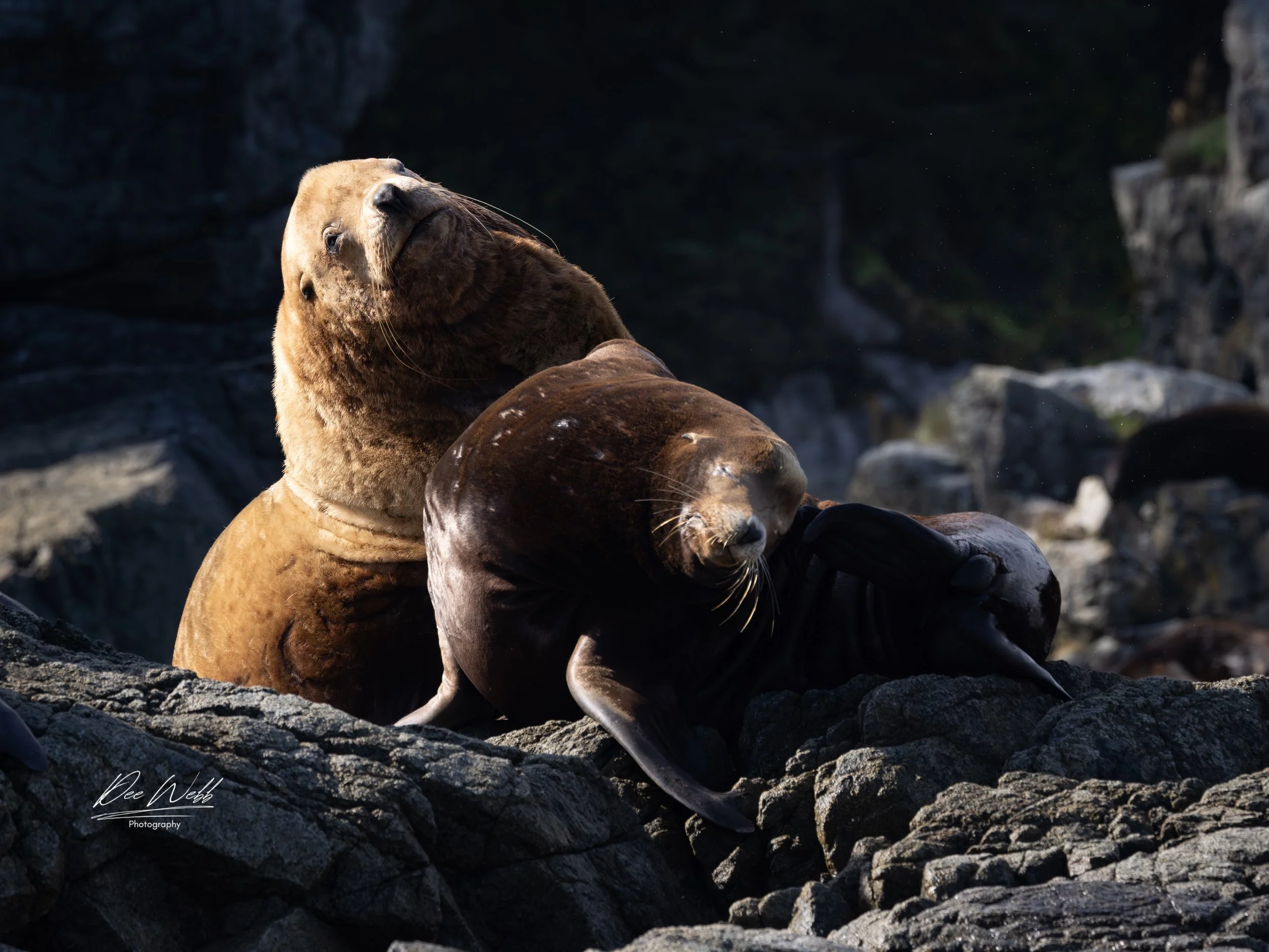 Bamfield seal  8.jpg
