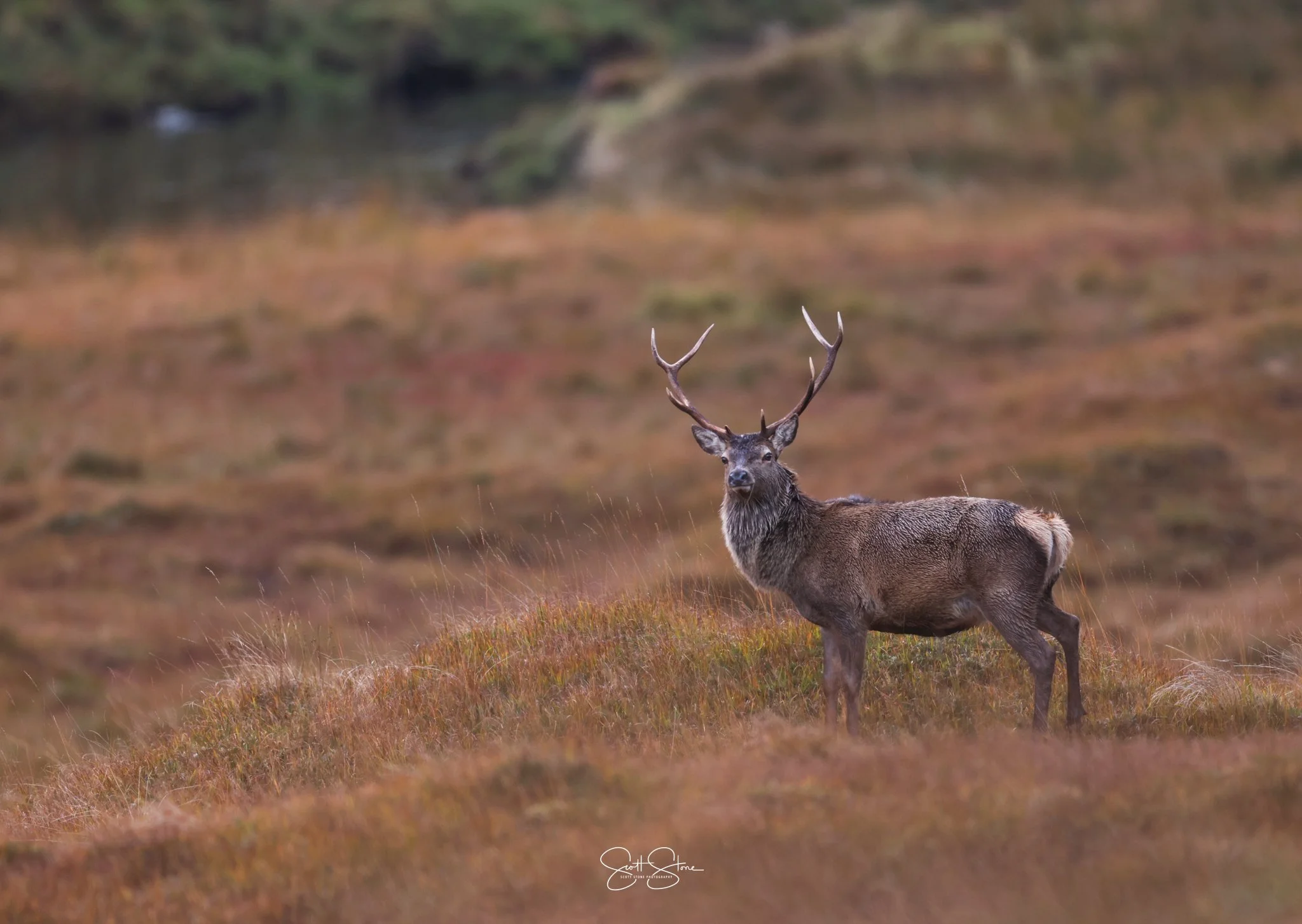 A majestic deer with large antlers standing on a grassy hill in a natural landscape.