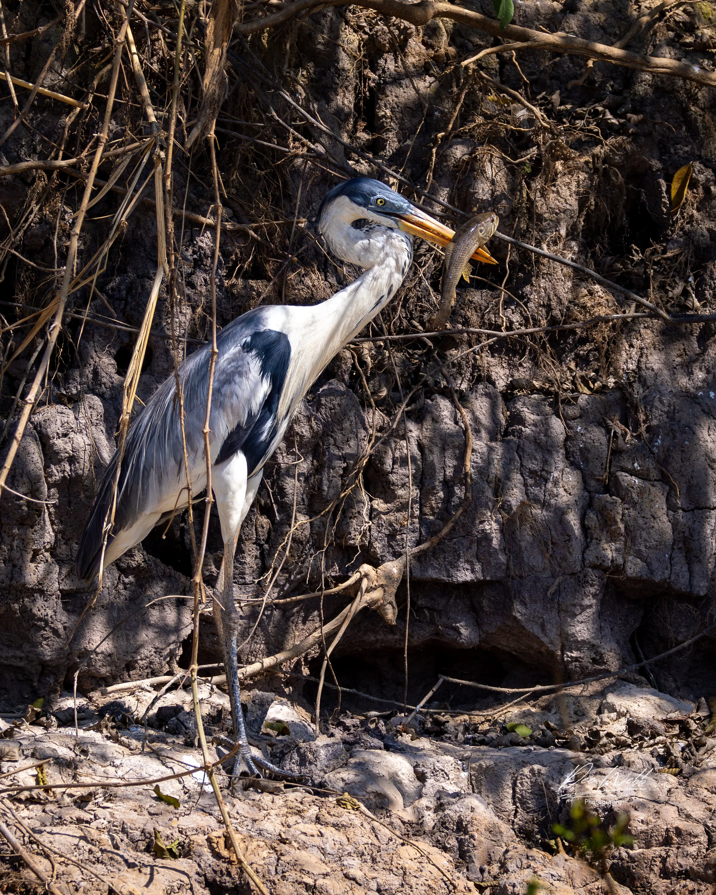 Heron With Fish 2.jpg