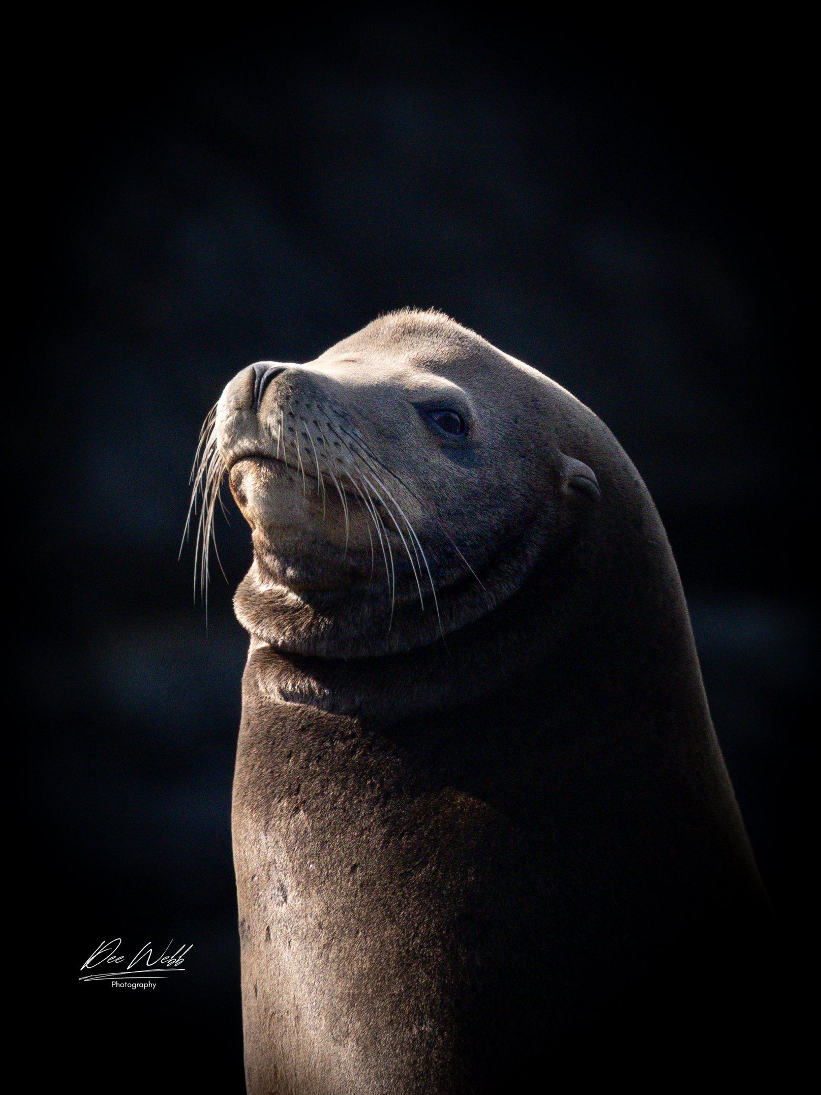 Bamfeild Seals 22.jpg