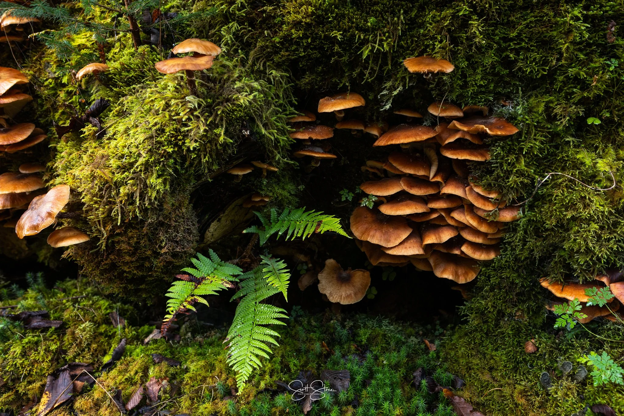 Mushrooms growing on a moss-covered log in a forest, with ferns and small plants surrounding them.
