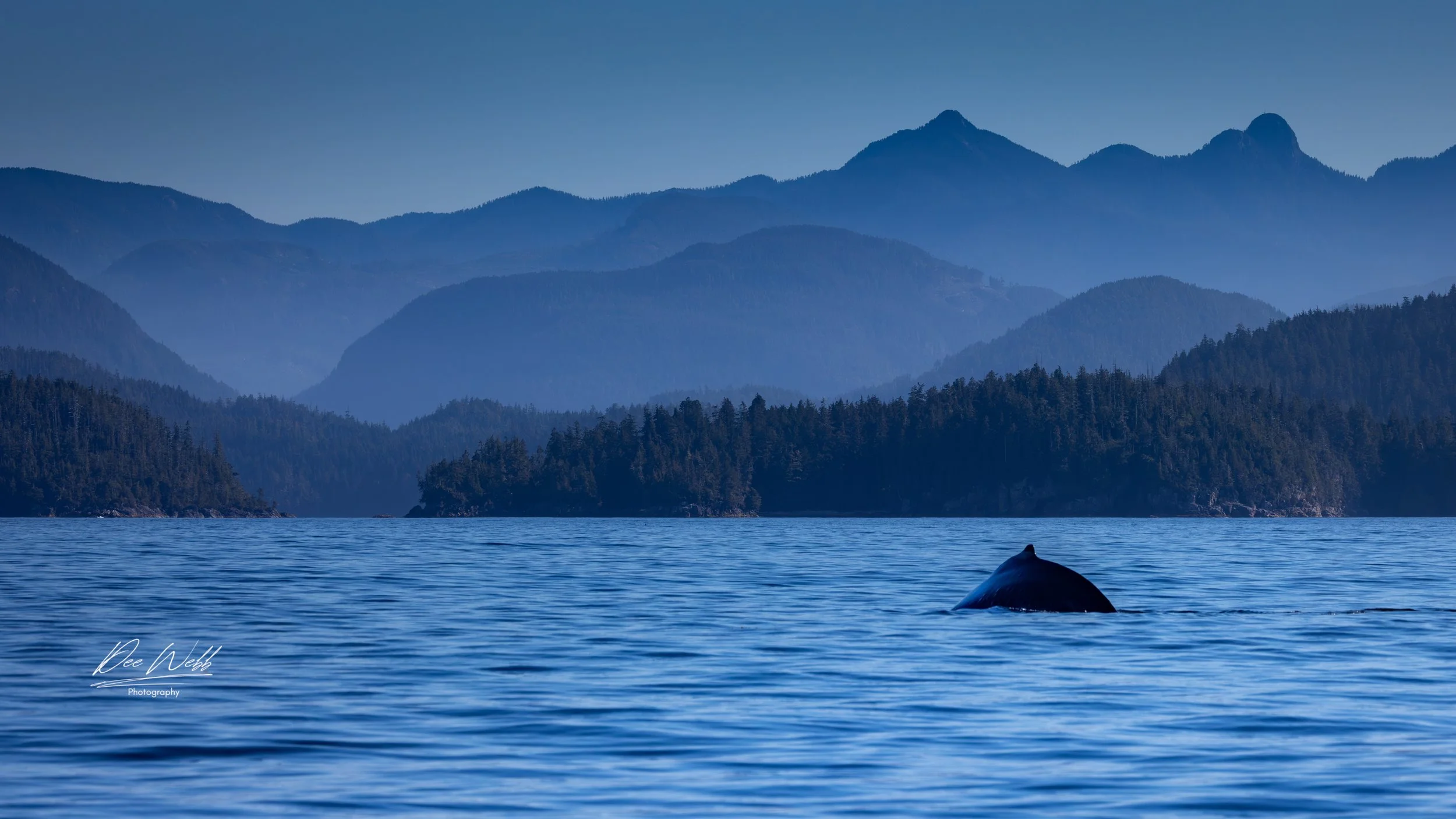 Bamfield whales tail Tone_.jpg
