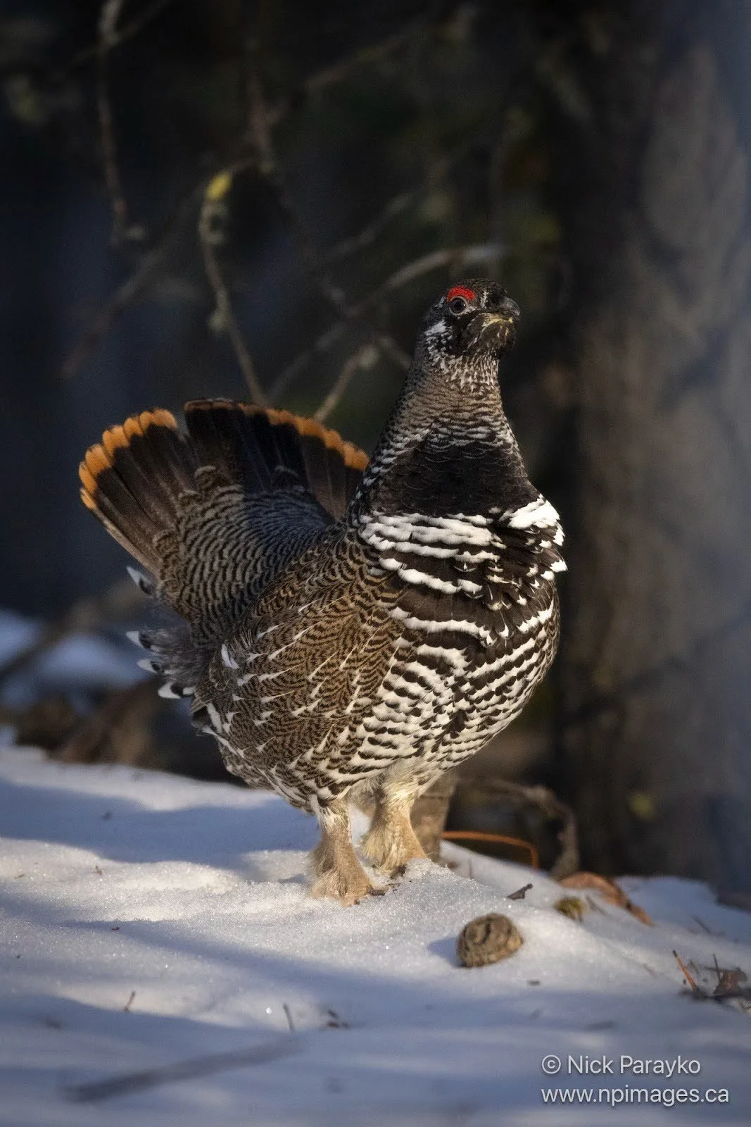 GROUSE1.jpg