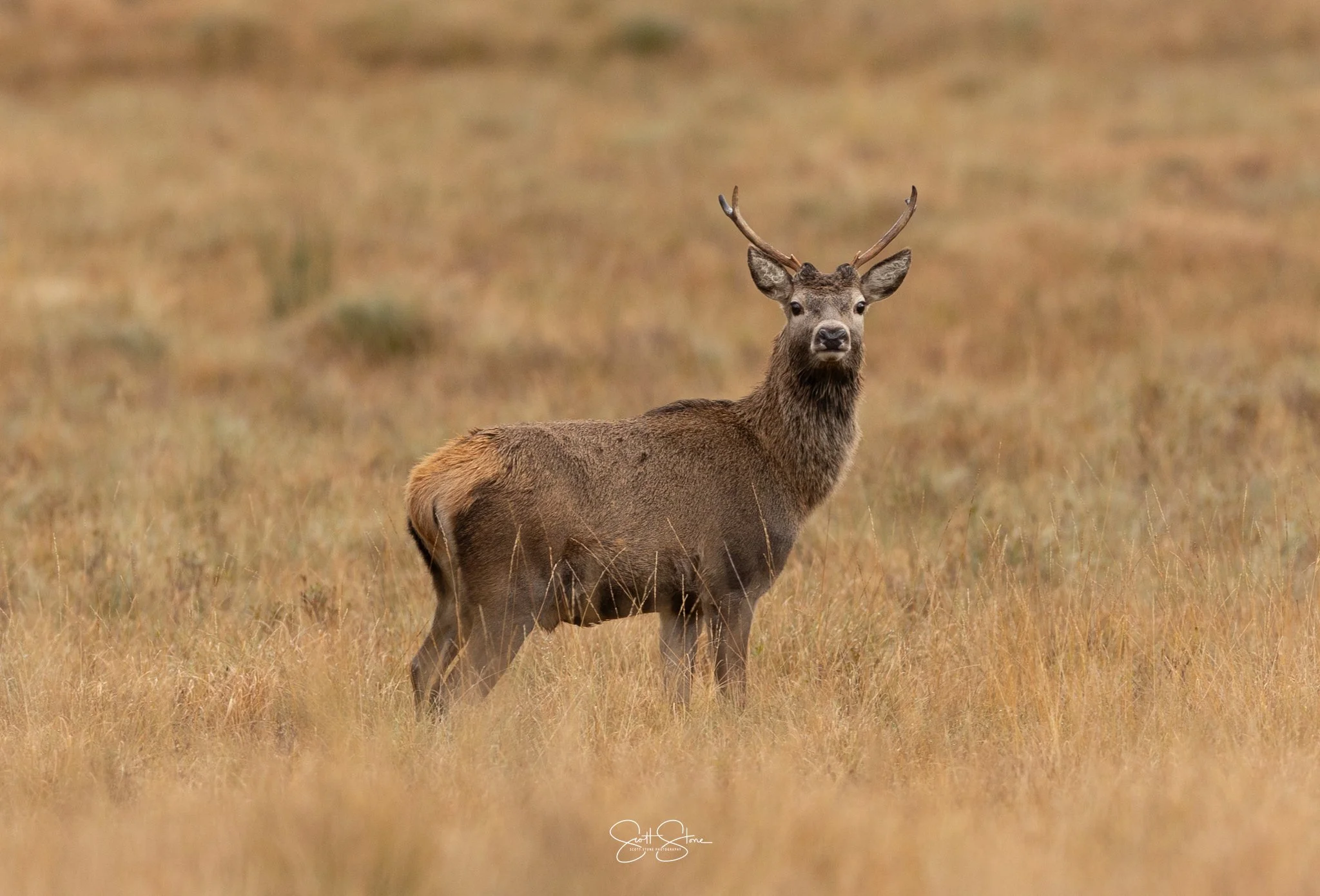 A deer standing in a grassy field, facing forward with antlers. The background features a blurred open landscape.