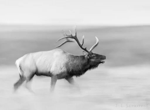 Black-and-white photograph of a bull elk walking through a blurred landscape, creating an artistic sense of motion.