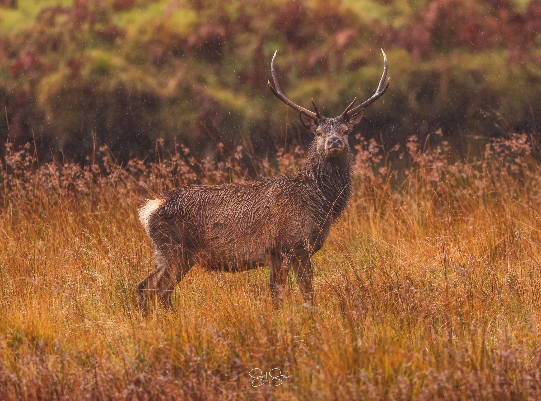 A large elk standing in a field of tall, orange and brown grass during rainfall with a blurred background of fall foliage.